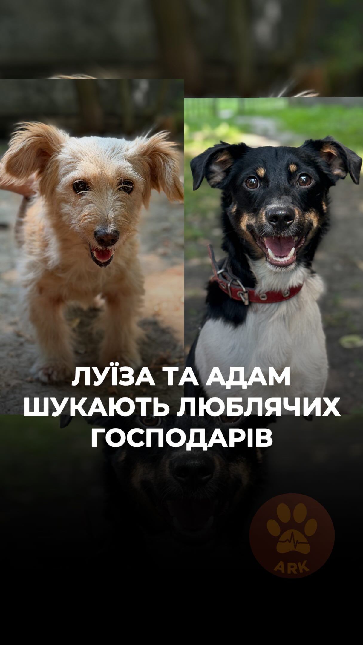 Шукаємо сімʼї для 2 маленьких собак – Луїзи та Адама –
із зони бойових дій ! (⬇️ENG)
Маленька Луїза прийшла за порятунком до парамедиків у стабпункт.
Адама до нас евакуювали з Куп’янського району, коли вивозили його родину.
Людям не дозволили взяти його з собою в евакуацію.
Луїза та Адам дуже чекають на люблячих господарів !
Луїза – це неймовірно ніжна та позитивна дівчинка. За розміром невелика – її можна спокійно носити на ручках.
До речі, їй це дуже подобається :)
Вона дуже любить ласку, аж підставляє животика, щоб її гладили і зараз навчається гуляти на поводочку.
Адам – це неймовірно ніжний хлопчик. Коли гладиш, він від задоволення підіймає попку вгору 😁 дуже контактний, активний, добрий. Підходиш до бокса, він одразу тобі посміхається.
Луїза та Адам були б ідеальними песиками в родині з дітками.
Вони чекають на тебе!
Номер для всиновлення:
+380951021335
(WhatsApp / Viber / Telegram)
Зробити донат можна за посиланням у біо чи в коментарях 👉
We are looking for loving families for two small dogs — Louise and Adam — rescued from a war zone! ❤️🩹
Little Louise came to paramedics at a stabilization point looking for help.
Adam was evacuated to us from the Kupiansk area when his family was being evacuated. They were not allowed to take him with them.
Louise and Adam are both waiting for loving families! 🐾
Louise is an incredibly gentle and cheerful little girl. She is small enough to be comfortably