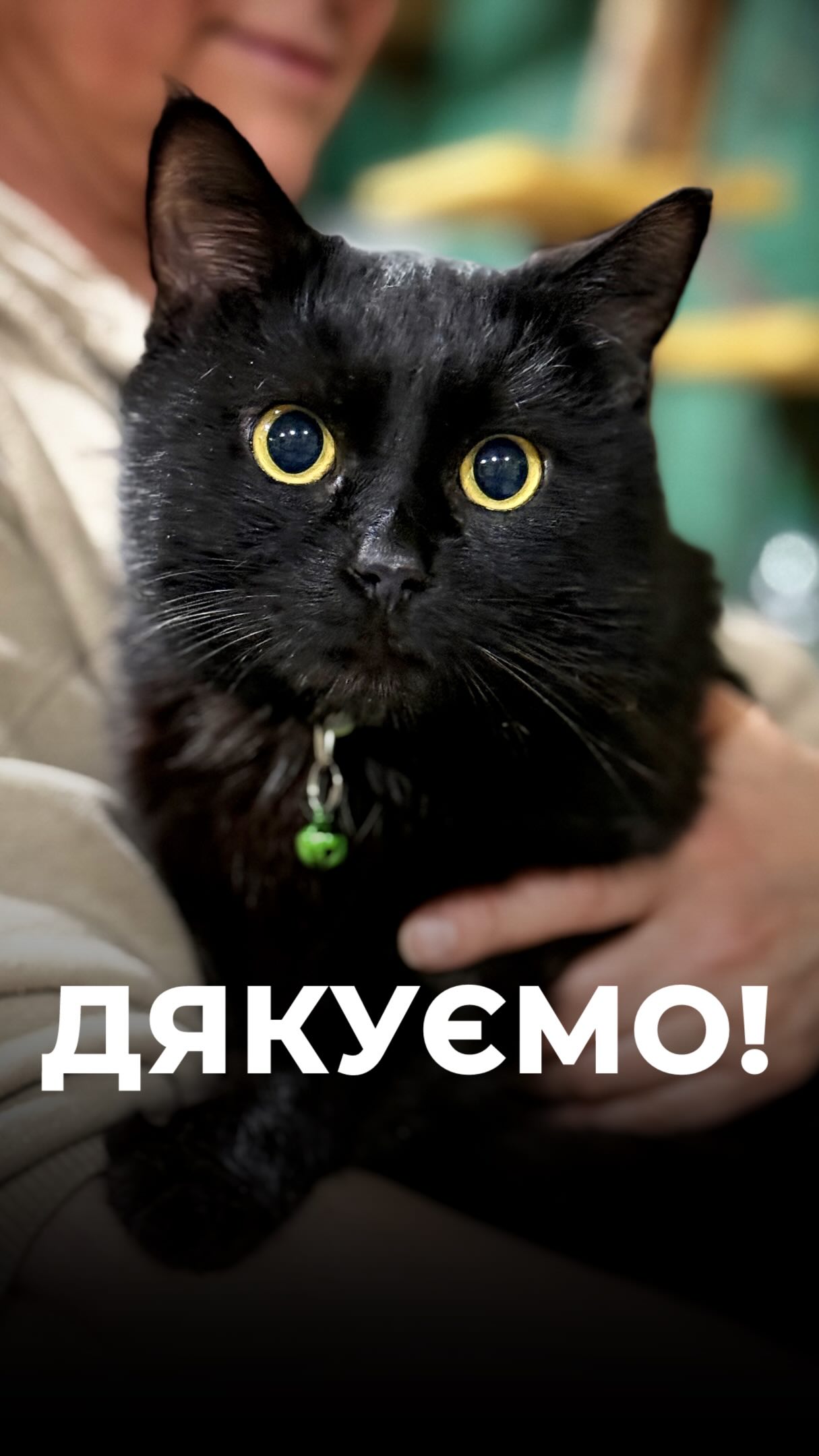 Після пережитого в зоні бойових дій, тварини потребують спокійних і затишних умов для адаптації (⬇️ENG)
Це допомагає їм розслабитися, заспокоїтися, вийти із стану стресу
Особливо при постійному контакті з людьми, які приходять до них, проводять із ними час,
спілкуються, дарують своє тепло та любов
Саме так відновлюються евакуйовані котики в нашому реабілітаційному центрі «Маленький Принц»
Дякуємо Bill Fialkowski та його дружині Вікторії за допомогу в забезпеченні умов для реабілітації котиків!
Хай Життя переможе все!
Зробити донат можна за посиланням у біо чи в коментарях 👉
After what they have experienced in the war zone, animals need calm and cozy conditions to adapt.
This helps them relax, feel safe, and gradually come out of a state of stress.
Especially when they have constant contact with people who come to see them, spend time with them, talk to them, and give them their warmth and love.
This is how the evacuated cats recover at our “Little Prince” Rehabilitation Center.
Thank you to Bill Fialkowski and his wife Victoria for helping us provide the conditions needed for the cats’ rehabilitation!
May Life overcome everything!
You can make a donation via the link in our bio or in the comments 👉