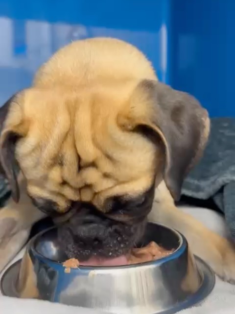 🚨 Yummy!!
Erster Napf nach der OP: Das ist zu beachten!
Euer Schatz hat die Narkose gut überstanden und hat jetzt richtig Hunger? Darauf achten wir:
1️⃣ Erst füttern, wenn das Tier komplett wach und orientiert ist.
2️⃣ Zuerst Wasser anbieten.
3️⃣ Kleine Portionen: Der Magen ist noch empfindlich.
4️⃣ Schonkost nutzen: Wir bieten, wenn keine Allergien oder Unverträglichkeiten vorliegen, ein Diät-Alleinfuttermittel (Nassfutter) für Katzen und Hunde an, zur ernährungsphysiologischen Wiederherstellung und Rekonvaleszenz.
Das schmeckt 😋! @tierarztpraxis_rothenburg
#füttern #futterberatung #fütterung #rekonvaleszenz #narkose