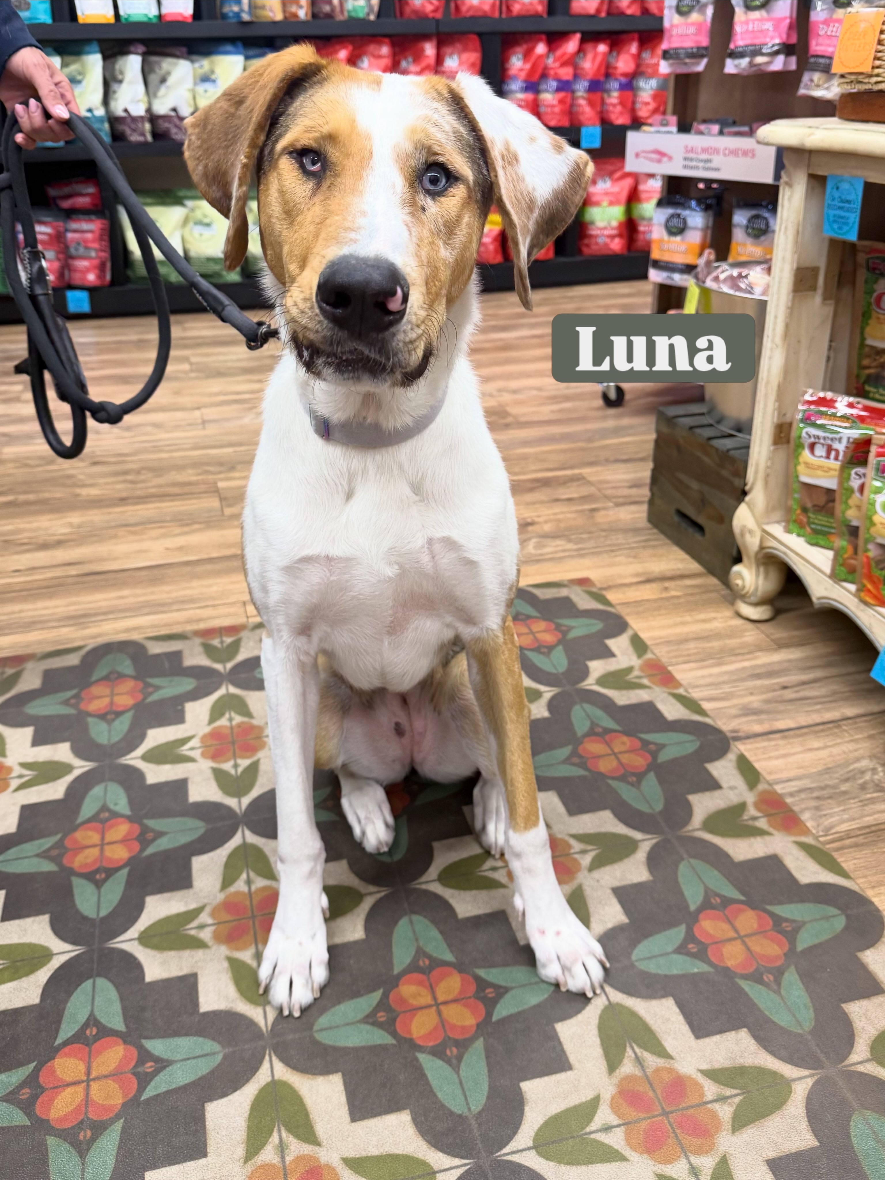 Luna would like to share her fab nail trim this week @pawsarottispetshop Just $20, appointments are available Sunday - Tuesday, give us a call 707-595-3357.
#shoplocalsonomacounty #pawspups #pawticures #dogsofinstagram