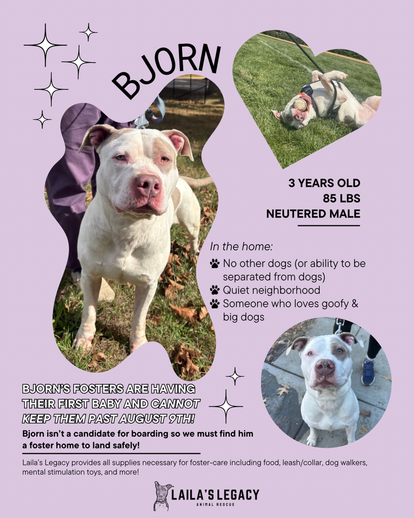 Many of you have seen Bjorn thriving in his temp foster the last few weeks 🥹 Unfortunately, they can’t keep Bjorn any longer. We’ve been working so hard to find another foster - including speaking with fosters in New Jersey and Pennsylvania and a dog sitter host in Delaware.
Every “no” has been for different but personal reasons to the foster or a concern on distance.
Unfortunately, Bjorn still needs a new foster starting today or tomorrow and all of our options have run dry.
While we know many of our followers can’t help Bjorn, YOUR HELP sharing and commenting has helped us reach all the other states outside the DMV. So we’re back again to ask all of you to share, comment, and tag ANYONE who might be a fit or know someone who’s a fit to foster Bjorn.
Do you know some one in PA, NJ, DE, or Southern VA that might be able to foster? Being in the DMV is not required and we can handle the drive to the new foster!
Stats/Needs:
- Only dog in the home or separated from other animals
- Has lived with kids and loved them!
- Neutered Male, 80ish lbs
- Been described as medium energy and focused instead on mental stimulation through lick mats / brain games. Current foster does walks at quiet times and plays in the backyard but he’s also lived with just a patio as his “backyard”
- Takes a daily medication in peanut butter very well
- Loves humans and cuddling with his people
If you know someone PLEASE put us in touch — tag us, DM us, or email ashe@lailaslegacyanimalrescue.org!
We need your help to find someone for Bjorn. Please help us help him!!
#fosterneeded