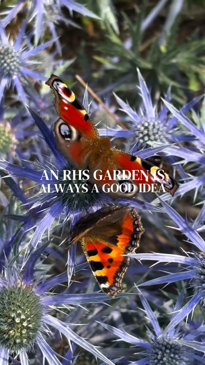 @rhsharlowcarr is always a good idea🌻🪻🌺🌿
Experience the magic of summer, with colourful displays, fragrant blooms and peaceful walks!
The only question is... who will you enjoy it with?
🎥 Video credit: @emmalouiselayla
#VisitNorthYorkshire #RHSgardens
