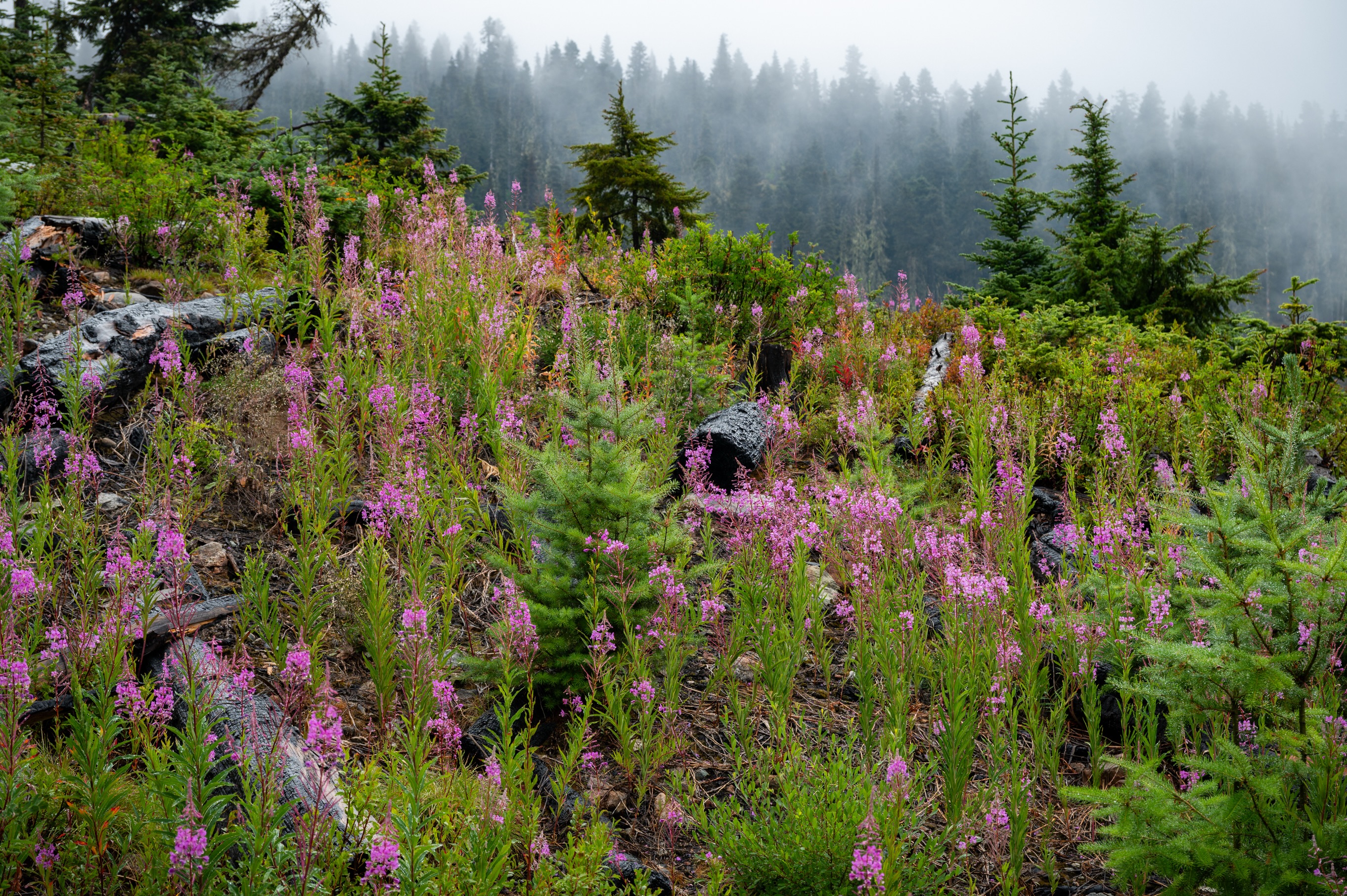 What a wonderful secret place to spend the night near Pemberton, BC! Also picked a hitchhiker on the way down.