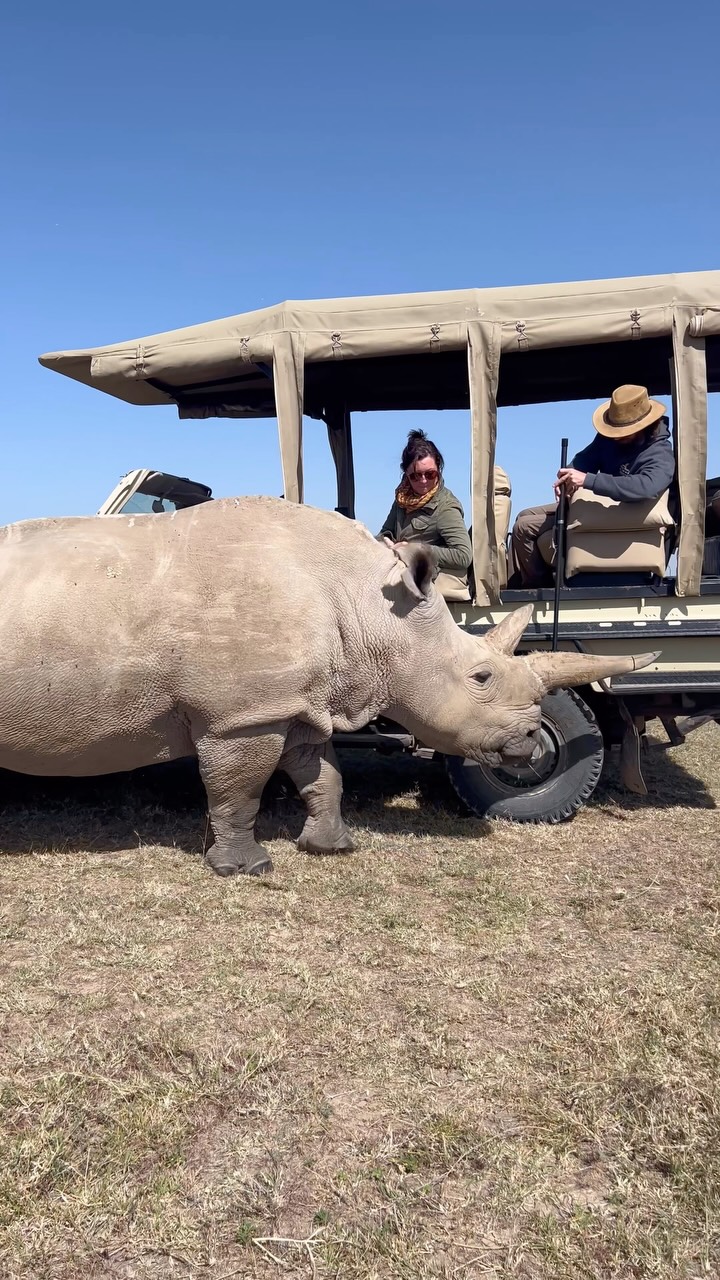 Visiting the very last 2 northern white rhinos in Kenya. Ole Pejeta conservancy has heavy protection for them and with the help/hope of IVF to bring them back. #forverafrica