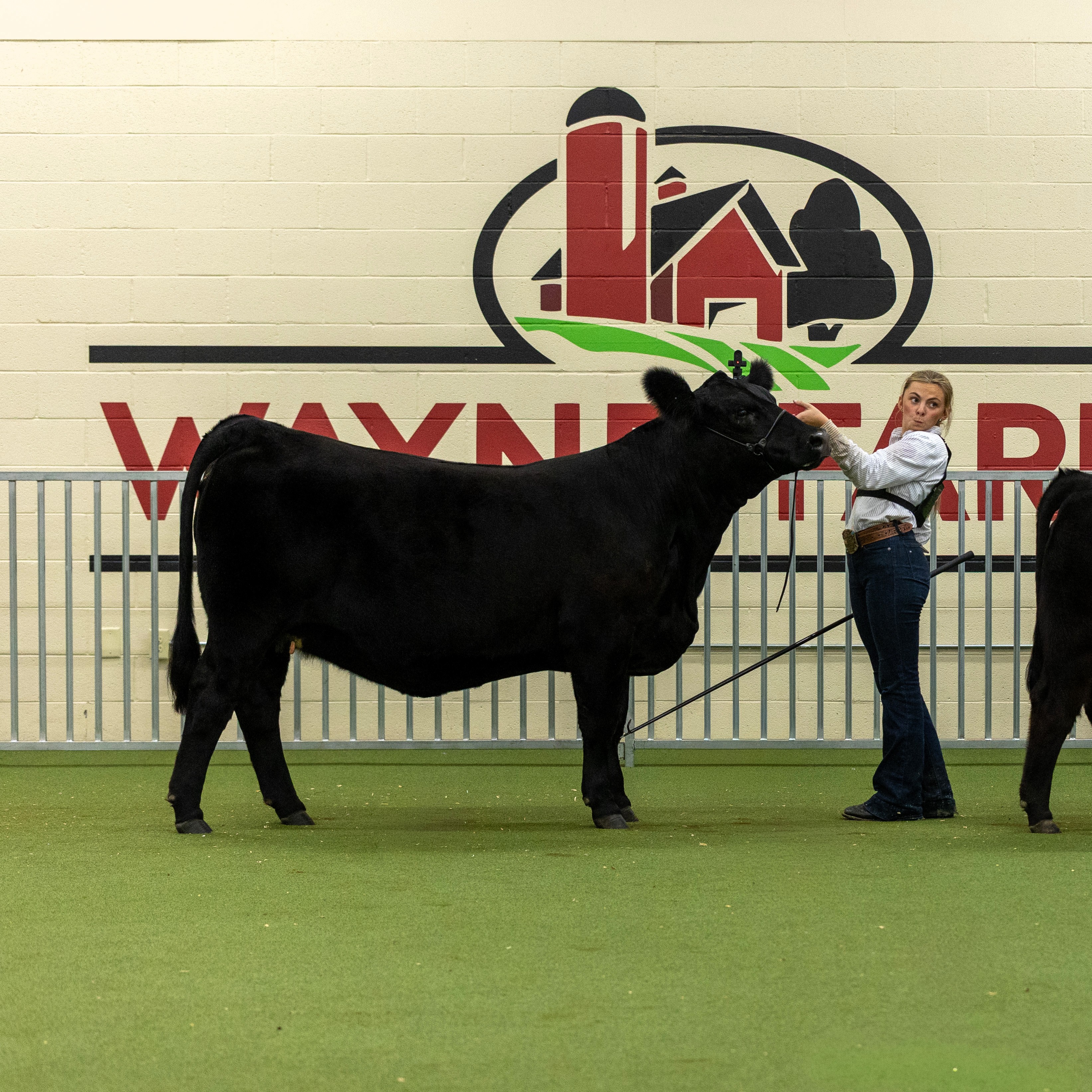 Photos from the Jackson EMC Quality Beef Invitational are up! Thank you to the @jacksoncountyagfacility for being a wonderful host.