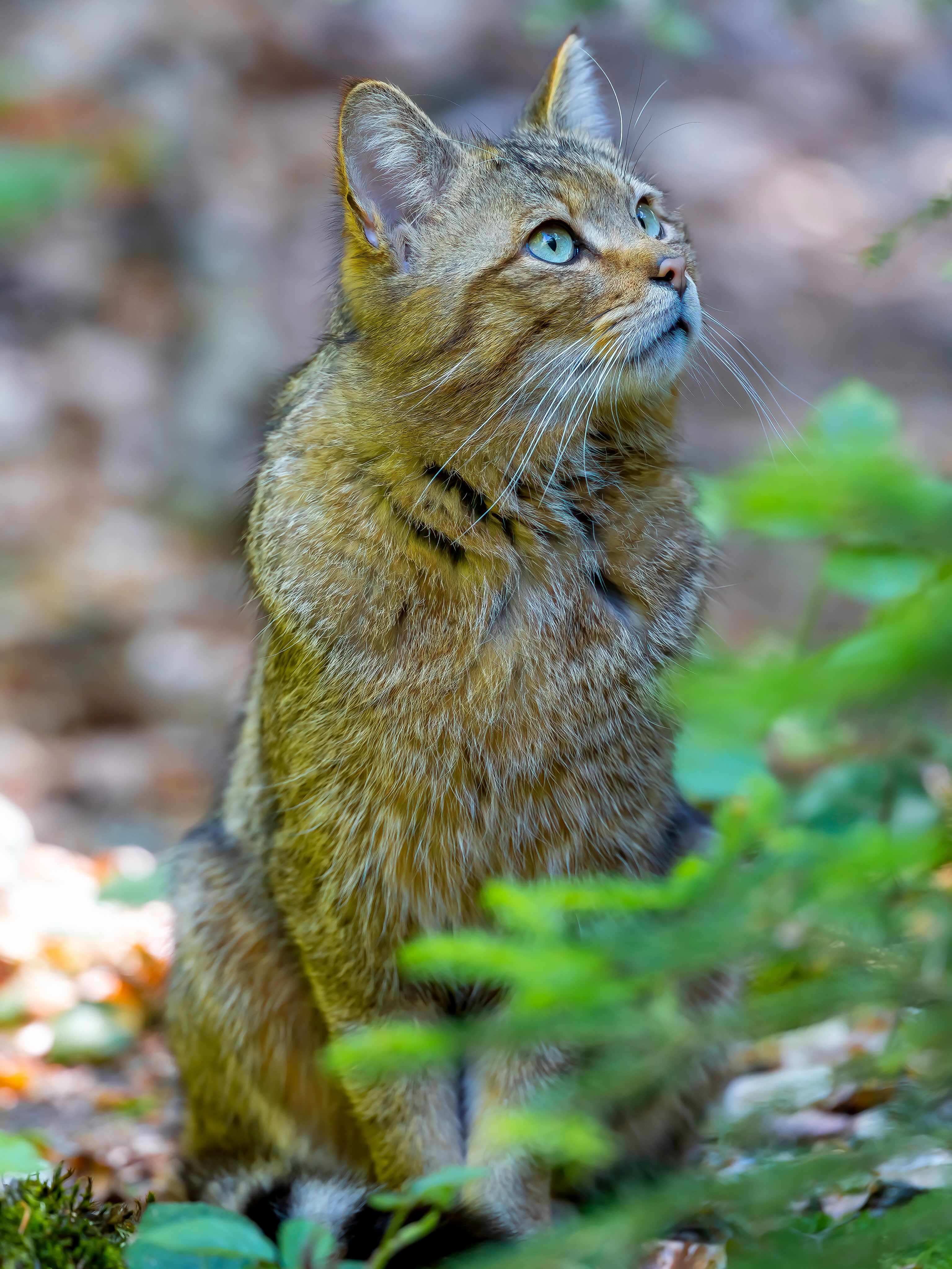 Nicht jeden Tag begegnet man einer Wildkatze, aber wenn einem das Glück widerfährt sieht man erst richtig wie unglaublich schön diese ist.