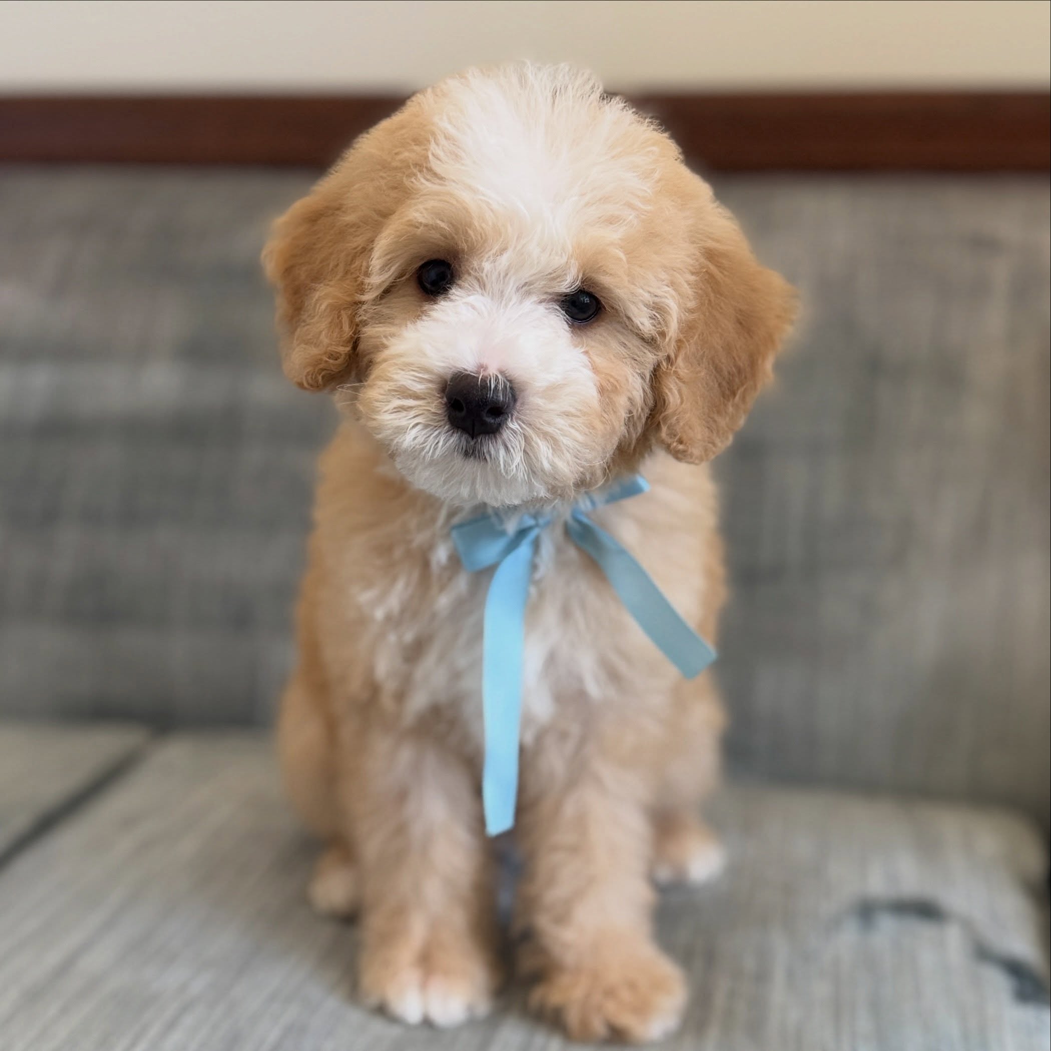 The cuteness factor is a solid 10/10! 🥹💙 Dandy is headed off on his next big adventure, and the birthday girl has no idea he’s coming! 🎂🐾 The sweetest birthday surprise is on the way!!! ✨