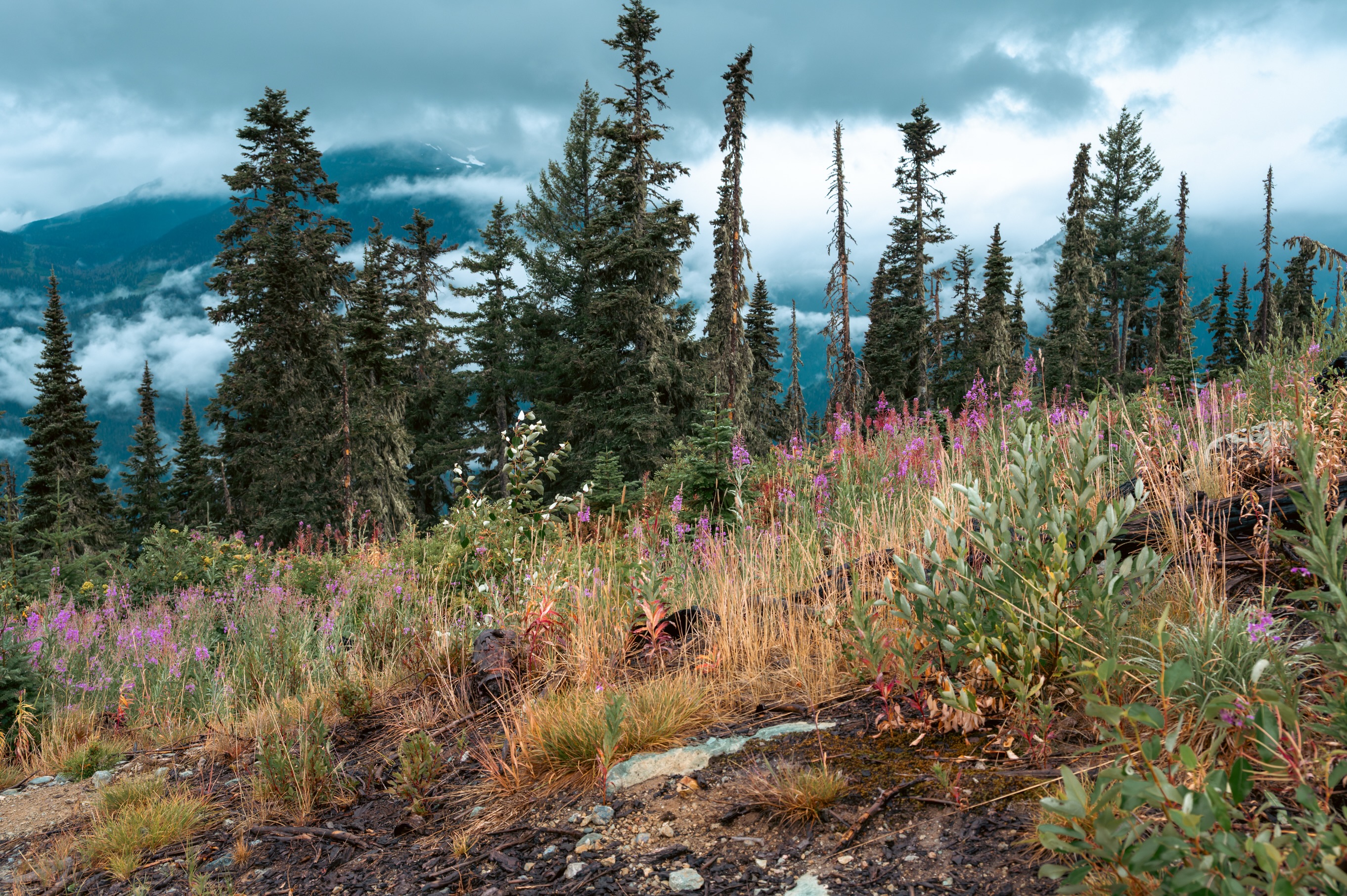 What a wonderful secret place to spend the night near Pemberton, BC! Also picked a hitchhiker on the way down.