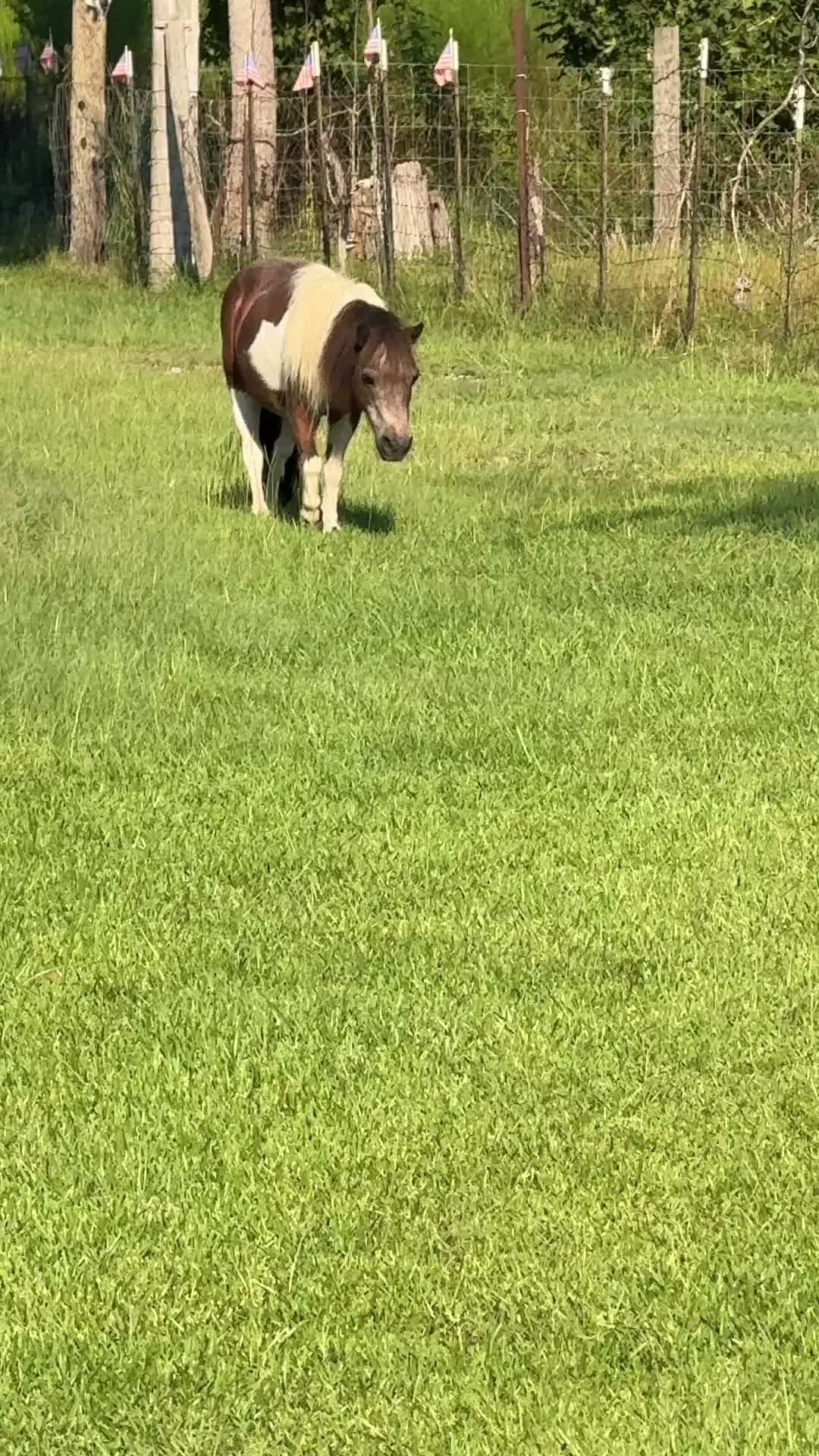 #ponies with #attitude