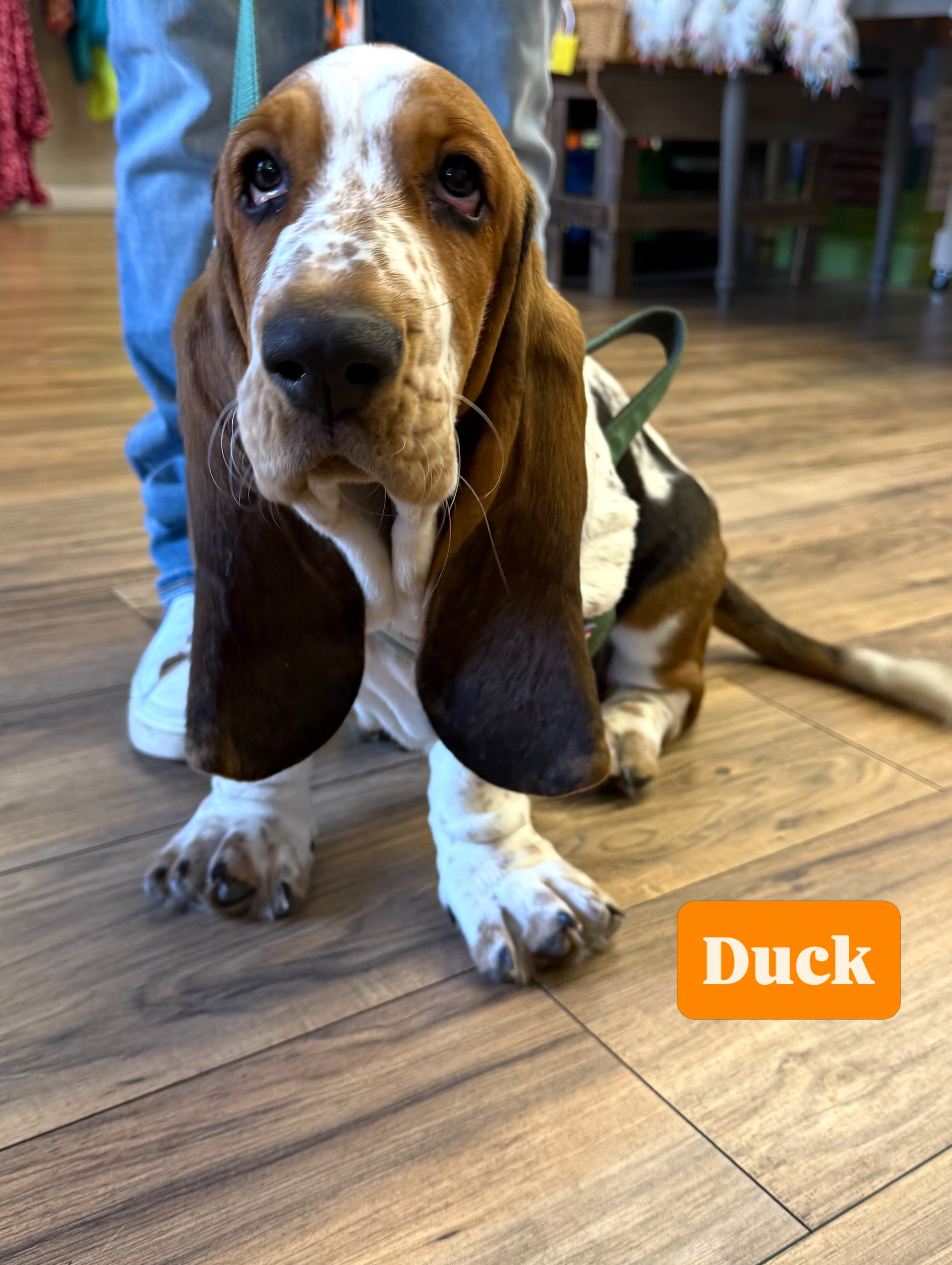 Nose, Ears, and Paws - oh MY! Meet Duck! Baby Basset Hound in the house! He’s 3 months old and weighs in at 30lbs. Should fill out to about 110lbs 💕🐾
#pawspups #bassethoundsofinstagram #shoplocalsonoma