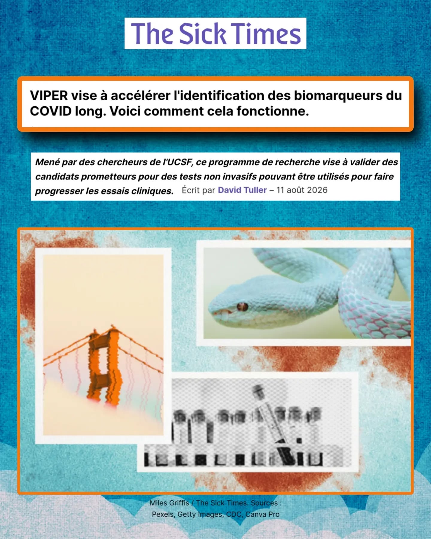 🧵Le projet VIPER et la quête des biomarqueurs du #CovidLong
📰Dans un article rédigé par David Tuller pour @thesicktimes , on découvre comment des chercheurs de l'UCSF tentent de résoudre l'un des plus grands défis de la pandémie : l'absence de tests biologiques fiables pour le #CovidLong.
Voici ce qu'il faut retenir du programme VIPER👇
🔍Le problème : L’hétérogénéité du COVID Long
Le #CovidLong englobe des dizaines de symptômes (fatigue, troubles cognitifs, cardiaques, dysautonomie...). Sans biomarqueurs (mesures biologiques objectives), les cliniciens manquent d'outils pour diagnostiquer ou mesurer l'efficacité des traitements.
✨La solution : Le programme VIPER
Lancé par l'UCSF grâce à un don de 1,35M$ de @polybio.rf , VIPER (Cohorte de donneurs répétés pour l'immunopathogenèse virale et la persistance) vise à centraliser et accélérer la recherche. Objectif : valider des candidats tests non invasifs pour les intégrer dans des essais cliniques.
👥Une cohorte bien définie
L'étude s'appuie sur 150 participants (100 atteints de #CovidLong et 50 guéris). Les chercheurs prélèvent des échantillons variés (sang, salive, selles, biopsies intestinales) qui sont divisés et envoyés de manière anonyme à plusieurs laboratoires pour comparer leurs tests.
🎯Focus initial sur la persistance virale
VIPER étudie en priorité les marqueurs liés à la présence de fragments viraux ou de réservoirs de SARS-CoV-2 cachés dans les tissus profonds. Le projet s'étendra plus tard à d'autres voies (auto-immunité, dysfonctionnements vasculaires...).
🔬Une méthode inspirée du VIH
Le projet s'inspire de RAVEN, une initiative qui a permis de valider les tests de charge virale pour le VIH dans les années 90, ce qui avait totalement révolutionné le suivi et le développement des traitements contre le SIDA.
🩺Cibler les sous-groupes de patients
Plutôt que de chercher un test unique, l'espoir est de combiner plusieurs marqueurs pour identifier le profil spécifique de chaque patient (ex: phénotype auto-immun) et lui proposer un traitement sur mesure d'ici quelques années.
⏬Suite en commentaire⏬