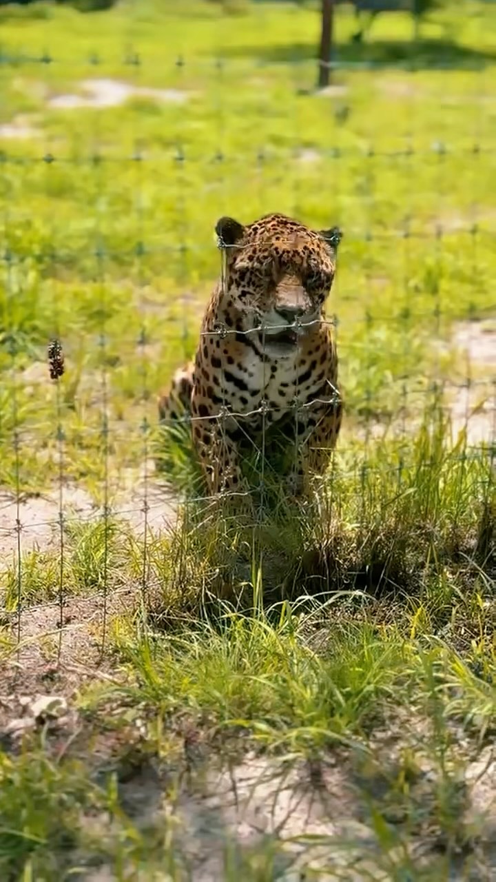 Hay experiencias que no solo te enseñan un lugar… te cambian la forma de viajar. 🤍
Esta empezó en el Santuario del Jaguar, un espacio que rescata, cuida y rehabilita jaguares mexicanos para que, cuando estén listos, puedan regresar a su hábitat natural.
Después recorrimos cuevas en Mitla con guías de la comunidad, aprendiendo sobre la importancia de visitar estos espacios de forma responsable y de apoyar a quienes los han protegido por generaciones.
Y terminamos en Destilería Los Amantes, entendiendo cómo el mezcal también forma parte de este equilibrio: el cuidado del agave, la tierra y las tradiciones.
Viajar también puede ser una forma de conservar, de apoyar y de conectar con los lugares de una manera mucho más profunda.
Y eso hace que la experiencia tenga todavía más sentido.