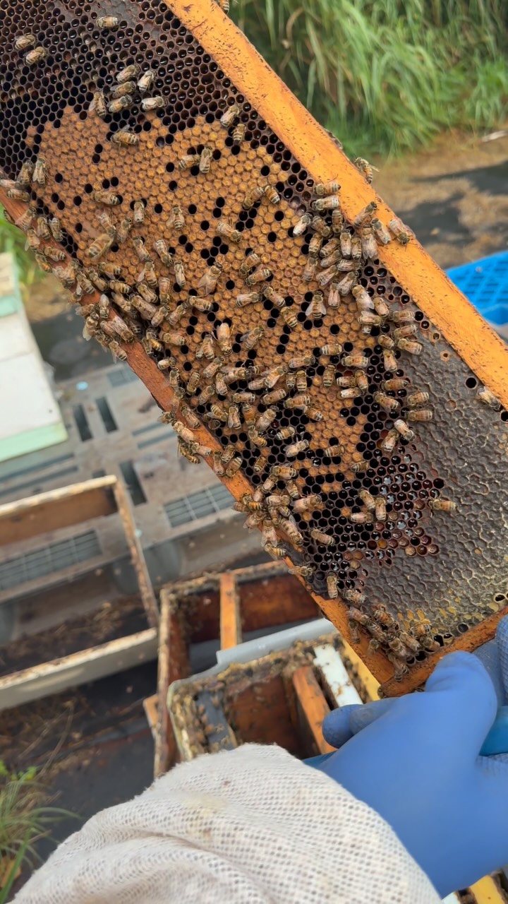 🐝💛 Happy National Bee Day! 💛🐝
Today we’re celebrating the tiny pollinators that make a BIG impact! From helping flowers bloom to playing an essential role in our food systems, bees truly deserve all the buzz. 🌼🍯
Raise a glass (or a little honey!) to our favorite hardworking pollinators. 🐝✨
#NationalBeeDay #BeeDay #SaveTheBees #BeeHappy #Pollinators #Honey #SupportOurBees