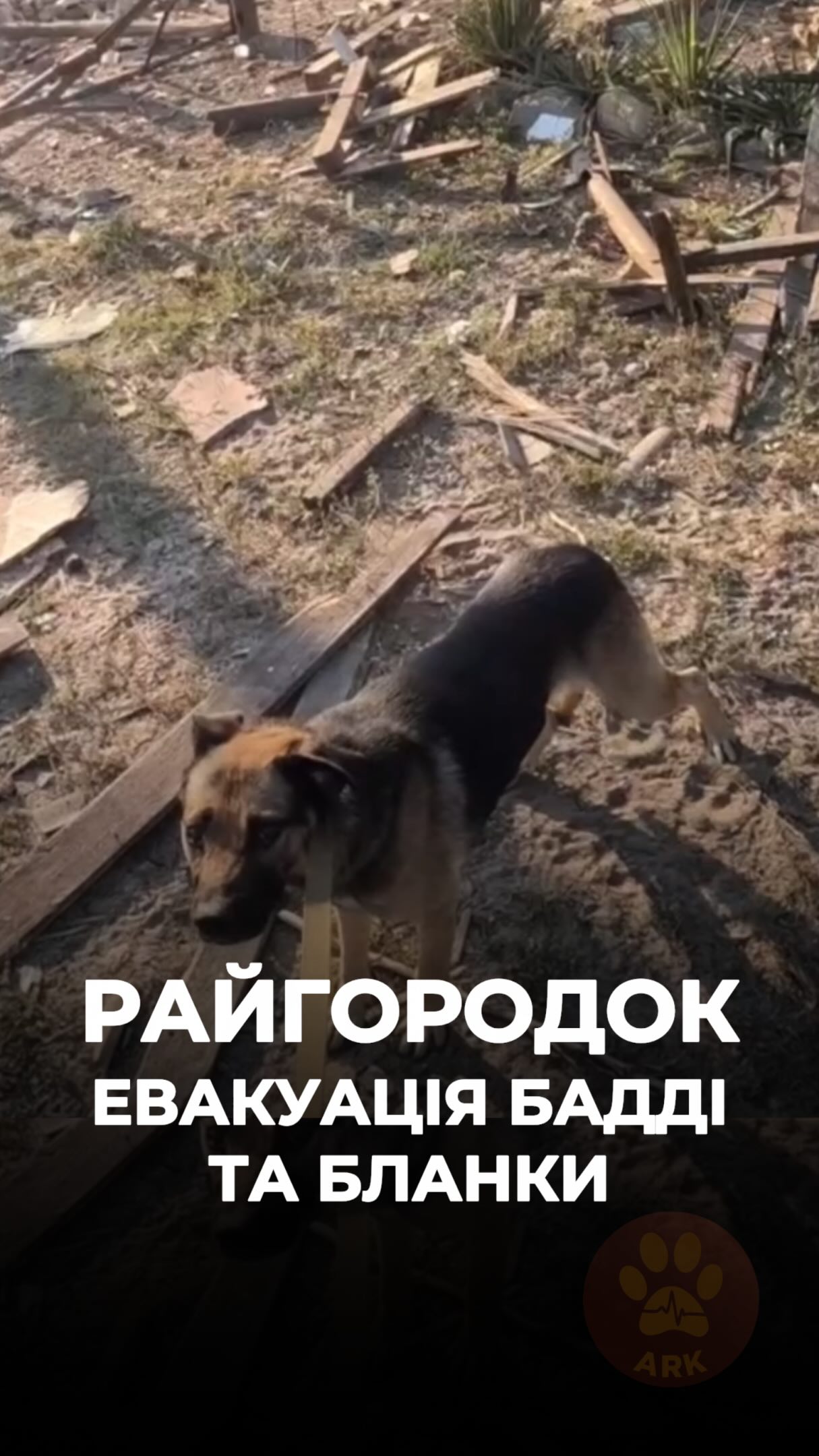 Донбас. Під час евакуації тварин ми знайшли песиків Бадді та Бланку у зруйнованому будинку (⬇️ENG)
Ці собаки евакуйовані із Райгородка, який останнім часом зазнає великих руйнувань.
Песик Бадді слухняно стояв біля машини та повністю довірився нам. Собачка Бланка знаходилася з іншого боку будинку та не могла відійти від своєї будки.
Ми евакуювали обох песиків до нас в ARK. Зараз Бадді та Бланка відновлюються у нашому реабілітаційному центрі ARK.
Бланка дуже лагідна дівчинка, активна та грайлива. Бадді ще обережний, ми зараз у процесі встановлення взаємодовіри :)
Після відновлення Бадді та Бланку можна буде всиновити в родину ❤️
Хай Життя переможе все !
Дякуємо @roldaorg за допомогу в порятунку тварин війни !
Зробити донат можна за посиланням у біо чи в коментарях 👉
Donbas. During an animal evacuation, we found Buddy and Blanka in a destroyed house.
These dogs were evacuated from Raihorodok, which has suffered heavy destruction in recent times.
Buddy obediently stood by the car and completely trusted us. Blanka was on the other side of the house and couldn’t leave her kennel.
We evacuated both dogs to ARK. Buddy and Blanka are now recovering at our ARK rehabilitation center.
Blanka is a very gentle girl — active and playful. Buddy is still cautious, and we’re currently working on building mutual trust :)
Once they have recovered, Buddy and Blanka will be ready to be adopted into loving families ❤️
May Life overcome everything!
We’re grateful to @roldaorg for helping us save animal victims of war!
You can make a donation v