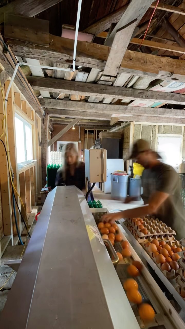Being able to wash our eggs and put them straight into a walk-in cooler is a dream come true! 🤩
What an amazing transformation this garage has gone through this season. We can’t thank enough the support we received from @vtworkinglands to bring this dream to reality, not to mention all the contractors we’ve been working with on this project. We can’t do this alone and projects like this demonstrate why.
The garage renovation still isn’t done, but having this setup now is a game changer for us and the future of our farm! Now our goal is to get this space insulated before winter time 🤞
Come on out this weekend. We’d love to see you at any of the markets we’ll be at😊
Thanks, as always, for all the support ✌️
@westriverfarmersmarket @ludlowfarmersmarket @putneyfarmersmarket