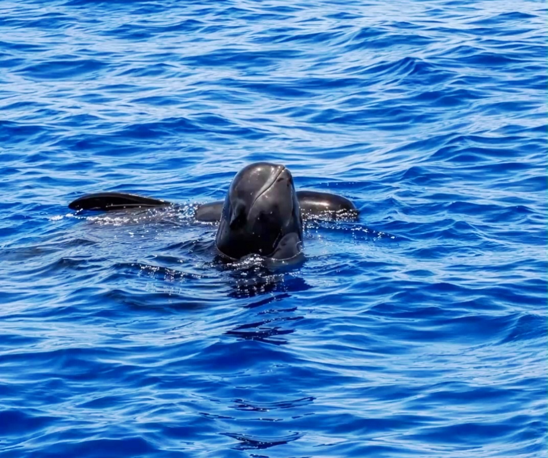 Sometimes it looks like they’re waving at us… but they’re actually watching the world above the surface. This incredible behavior is called spyhopping—one more reminder of how curious and intelligent whales truly are. 🌊🐋
#Whales #Spyhopping #OceanLife #bluejacksail