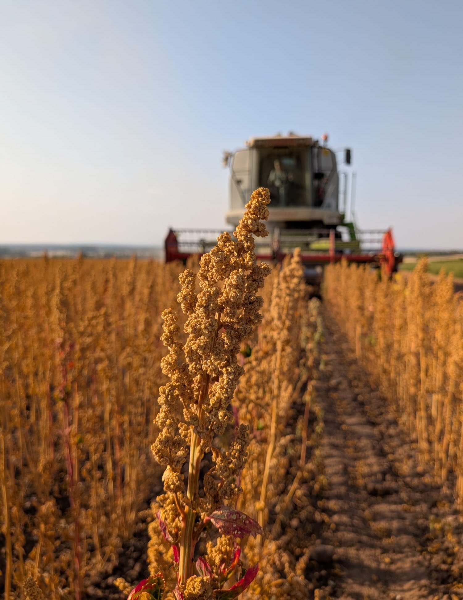 Etwas Neues entsteht! 😍
Dieses Jahr starten wir einen Testanbau mit Quinoa!
Quinoa ist ein glutenfreies Pseudogetreide, das ursprünglich aus Südamerikas stammt.
Es ist reich an Eiweiß, glutenfrei & sehr nährstoffreich.
Jetzt wird geerntet und gedroschen – mal schauen, wie sich der Versuch entwickelt! 🚜
Wir nehmen euch mit und zeigen euch die ersten Ergebnisse. 🌱
#quinoa#regional #landwirtschaftistleidenschaft #neu