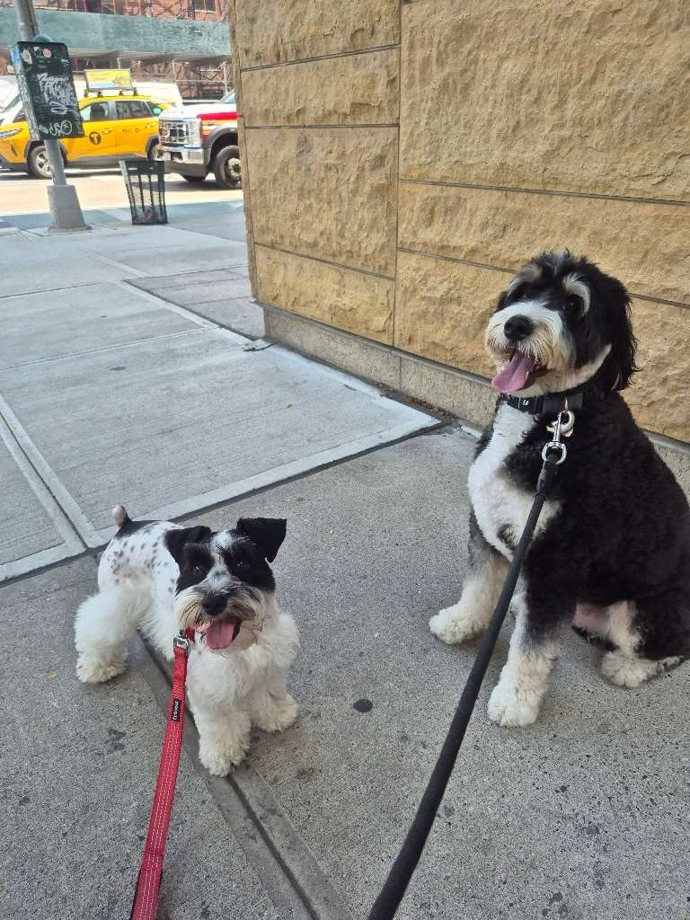 Post of the week with Teddy: consisted of running into some familiar faces while our walkers were out with their pups ๐ฅน๐พ๐ค He takes his neighborhood meet & greets very seriously. Ft his bestie Brodie ๐ฅน
#dogsofallboroughs #bernedoodledaily #bernedoodlehub #doodlesofig #dogsofmurrayhill