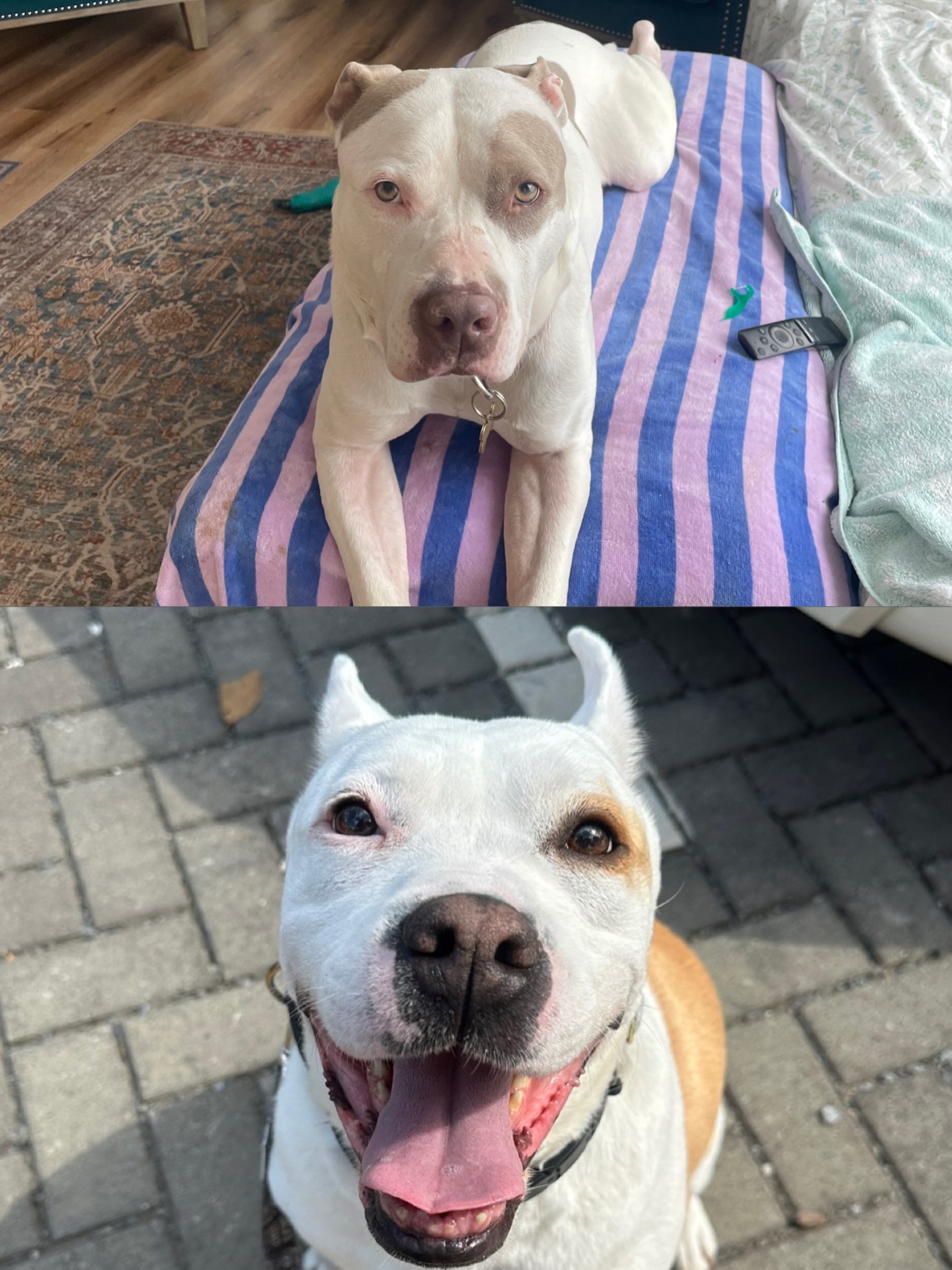 Bjorn & Lady Beth Update ❤️
Lady Beth’s foster as no longer able to foster when her schedule changed. Without any fosters that could manage her needs to be separated from dogs (except puppies) and strangers, LB landed back in boarding. While we are glad our boarding partner adores her and is able to keep her safe and happy, we are *heartbroken* that no one stepped up for her.
Due to summer surge prices we are now paying $54.90/day for LB to stay there. We have paid through Saturday thanks to generous donations
Bjorn similarly had no one step up for him. At a loss, his prior foster @prettyboyaussie asked her dog sitter is they could support for a fee slightly lower than the other possible dog sitter we had found. Thankfully they were open to it and Bjorn is loving staying with them. However, they can only keep until August 28th. We are in talks with a foster currently but they cannot take until September 1st or 2nd.
His current dog sitter costs $85/day. Without any current options for coverage the 28th-2nd we are looking at higher dog sitter fees or another AirBNB of $100/day.
We implore each and every one of you to help us with one of the following three things:
🏠 Sign up to foster - LB deserves a foster and Bjorn only needs a few days coverage.
📥 Donate - paying $139.90 / day isn’t manageable. We cannot continue this and need help financially especially without anyone stepping up for these dogs and possibly needing to continue these high costs daily. You can donate through the link in our bio or on this post.
🔃 Reshare & Tag - the foster we are in talks with for the 2nd is from a supporter resharing. They had never heard of us and only found us through someone else’s post. Resharing and tagging matters.
Please help us, help these dogs and continue supporting all the other animals we have in care! We can’t do this without you.
Foster. Donate. Share.
💜