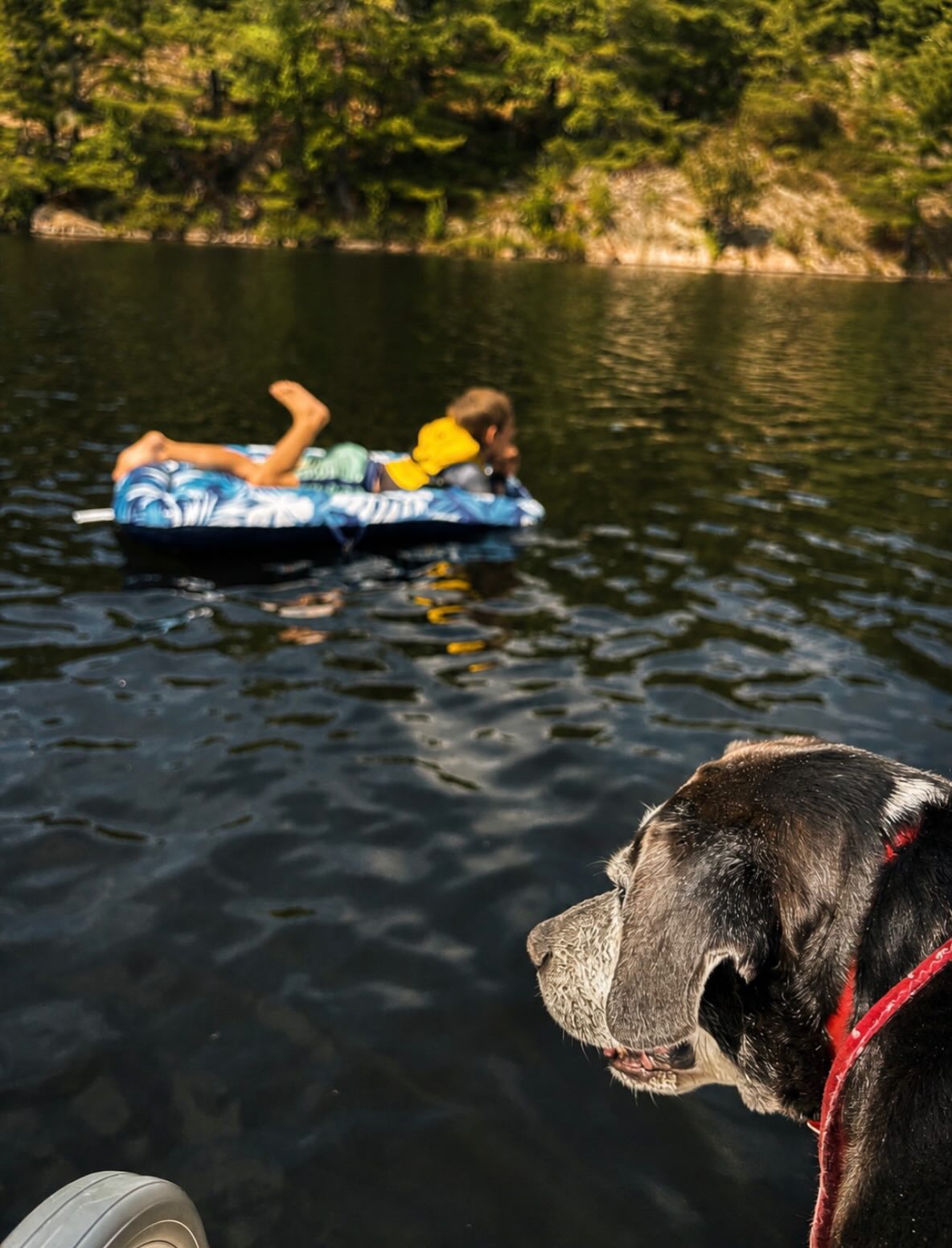 The best kind of summer supervision. 🐾
📍 Lake Nipissing
🌲 Northern Lake House
#lakehousegetaway #lakehouseairbnb #lakefrontairbnb #ontariosummer #ontariocottagecountry