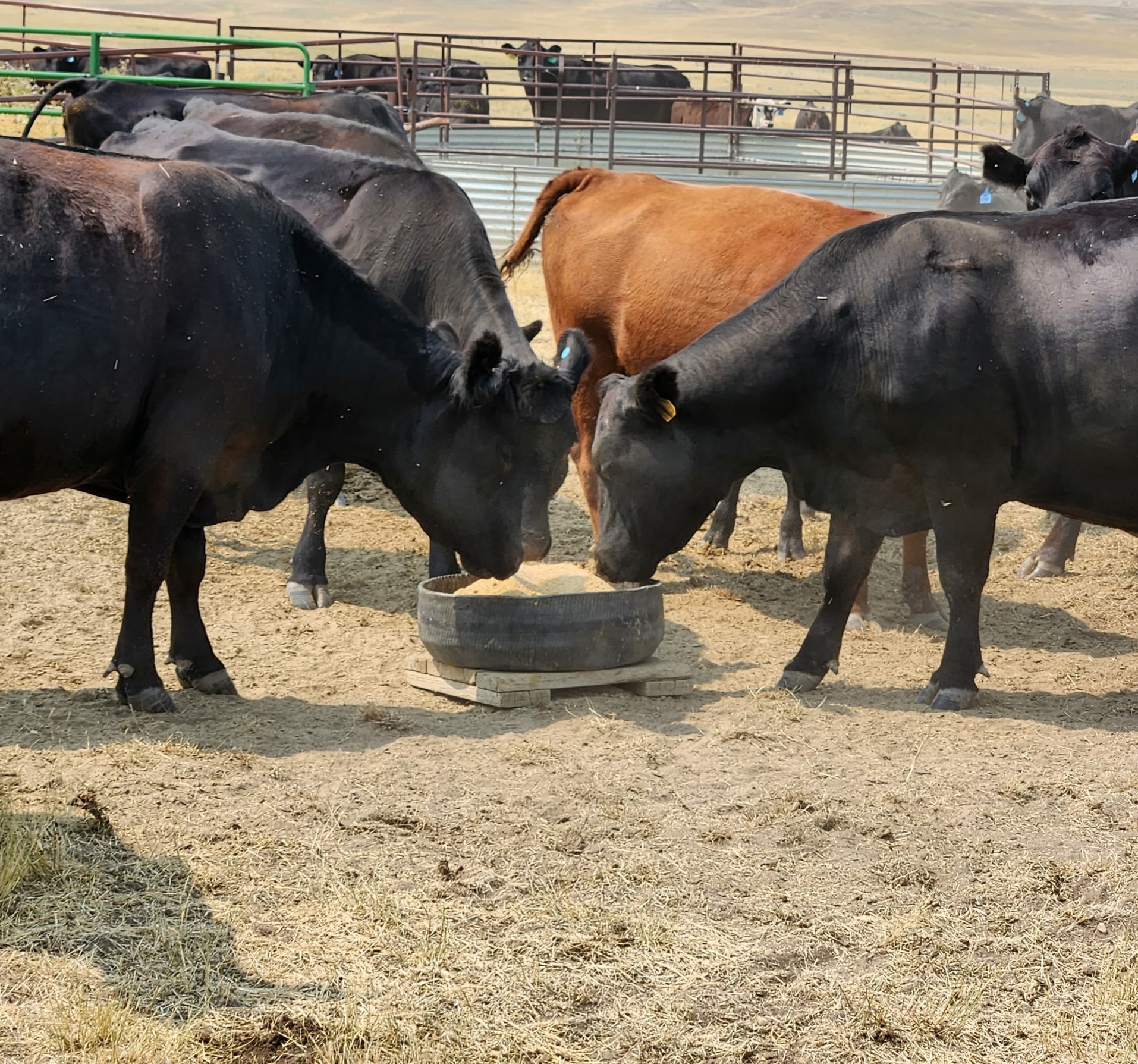 New Loose Minerals from AgriBest Feeds 🌾
Give your herd the mineral support they need with AgriBest Feeds’ new Loose Mineral line—formulated with quality ingredients and built with cattle nutrition in mind.
Better nutrition. Better cattle. Better results.
👉 Ask your AgriBest Feeds dealer about our new Loose Minerals today!
#AgriBestFeeds #LooseMinerals #CattleNutrition #LivestockNutrition #RanchLife