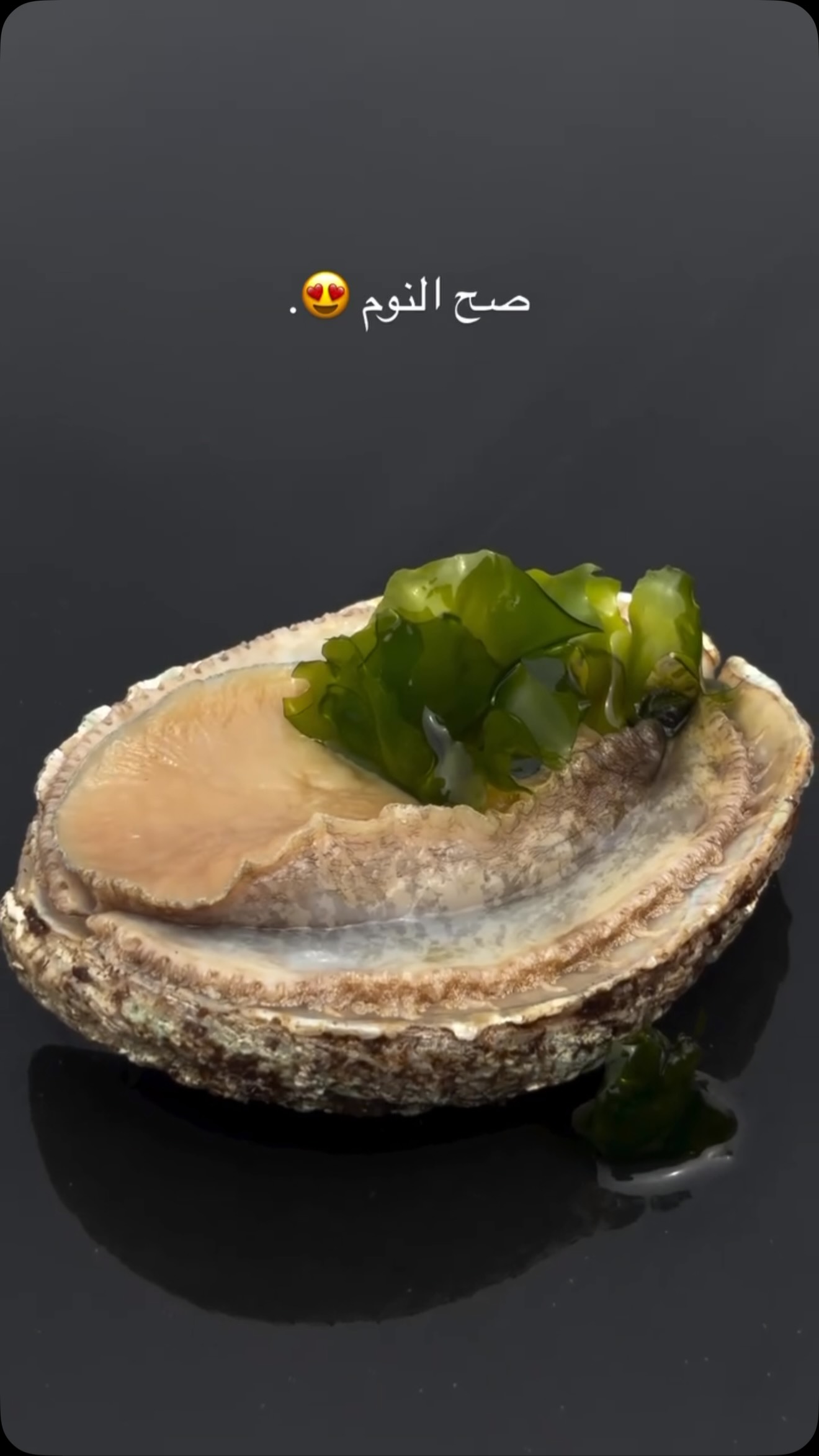 صح النوم 🐚