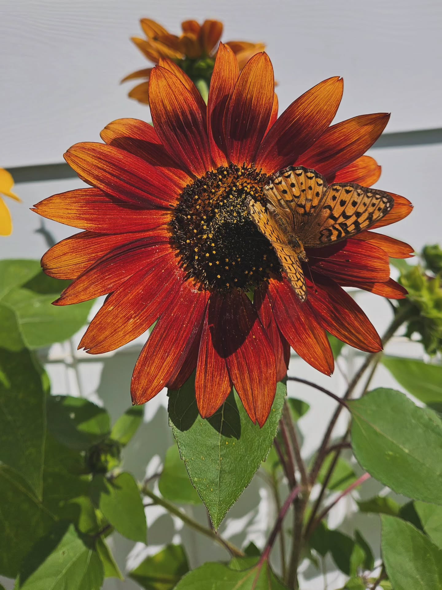 It's been a sunflower, pollen dusted, butterfly August over here and I ain't mad about it. π»π¦π»
There are big shifts happening with Life Among The Wildflowers and I'm equal parts excited and scared. As I move into the heavier courses in school I've gotten a much clearer vision of what the future looks like.
My last market for the next year and a half will be the Wild Things Market on September 19th. I'm back to teaching yoga this fall and I'm deciding on a new offering in the women's health space.
After a 2 week break school starts back up on September 1. But first, a quick trip to Toronto with my guy.
Thanks for all the love + support! Embracing the change and all the emotions that come with it. Leaning into the discomfort and learning how to have fun again.
βοΈ