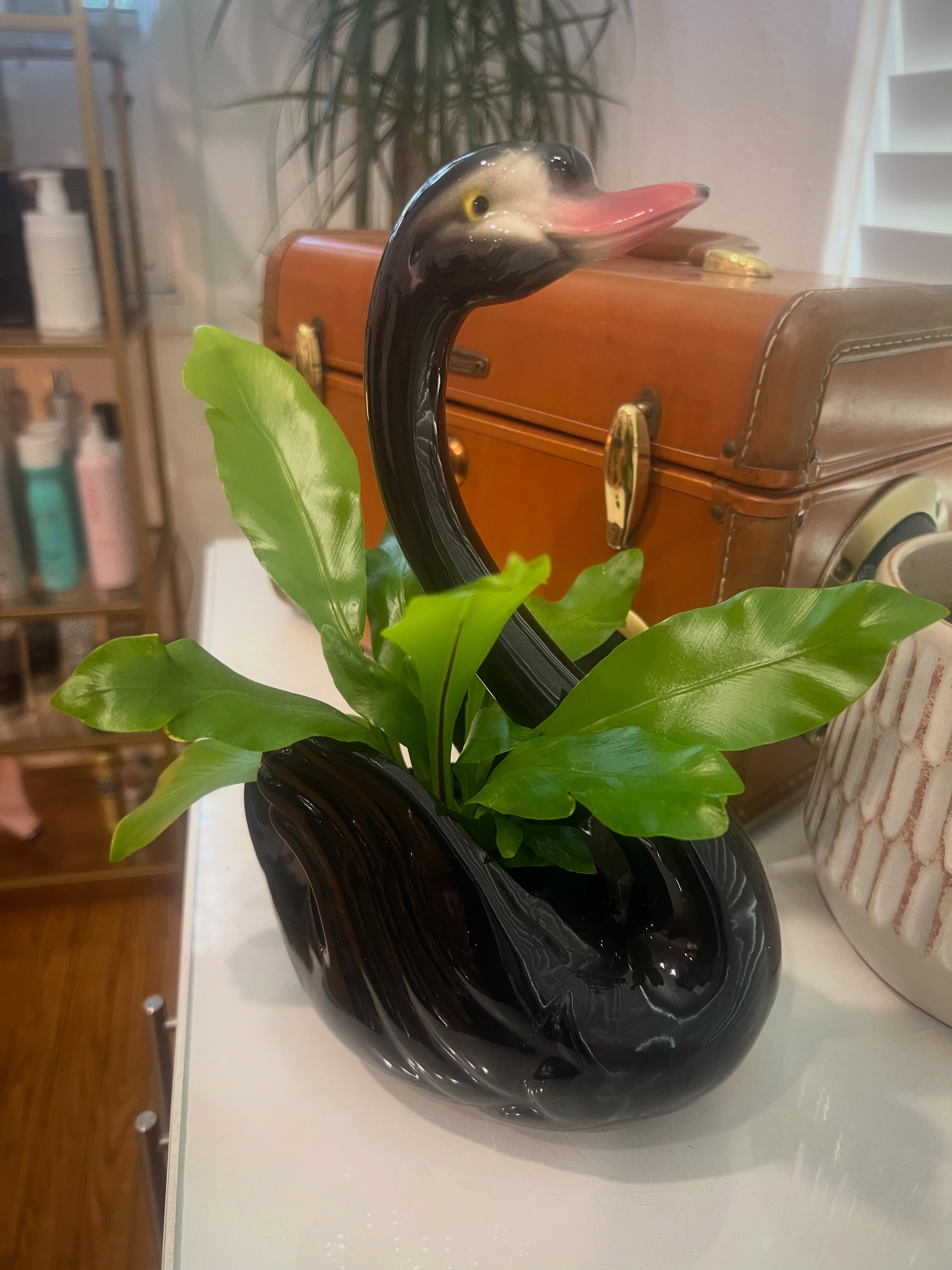 My swan’s “wings” have really grown! 🌱