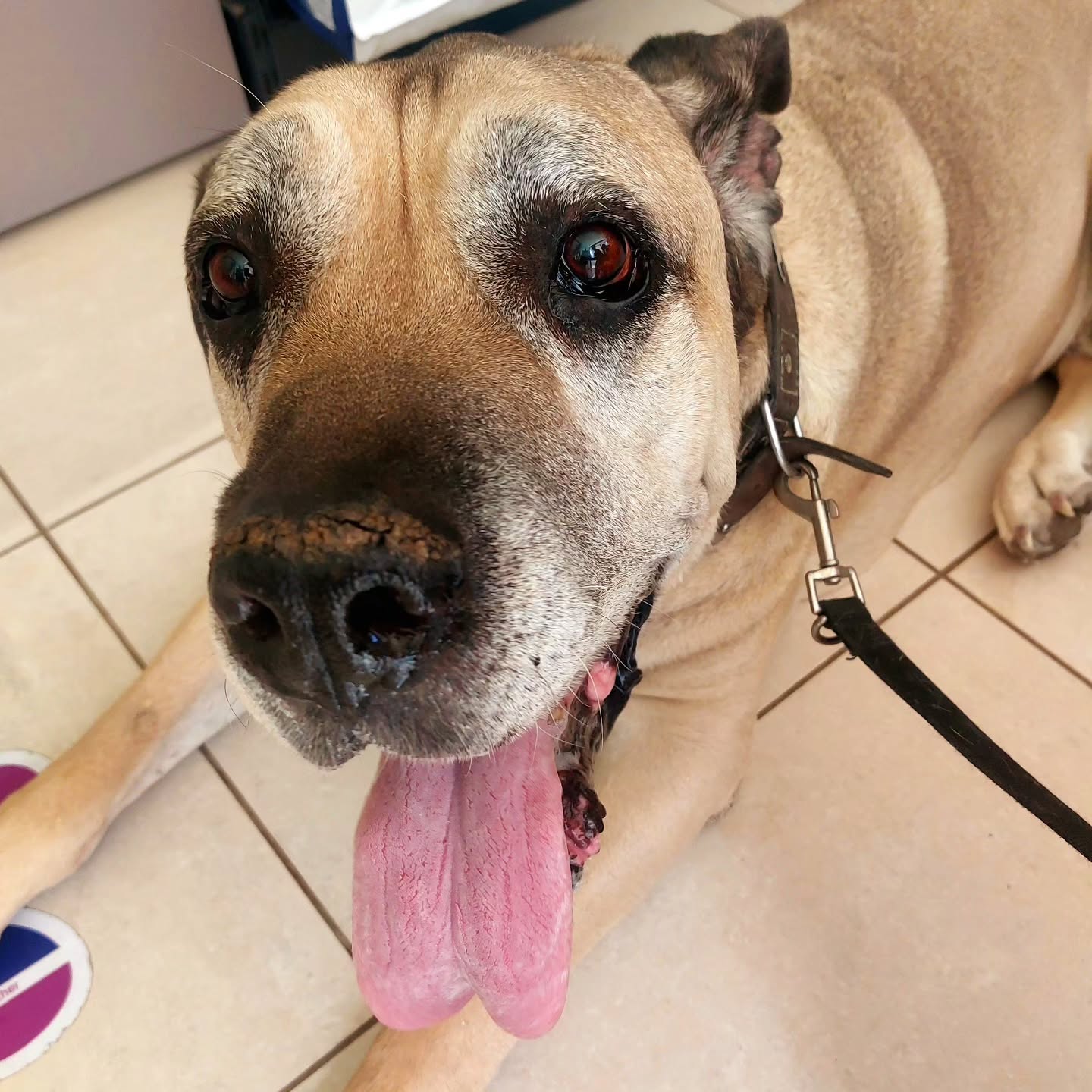 60 kg of pure love. 🤍🐾
Iago - our 12-year-old Presa Canario, our gentle giant, our shadow, and one of the most important members of our family.
From day one, he has been the best. Loyal, loving, incredibly gentle, and always right there when we need him. Twelve years have passed, and even though he is slowly becoming a senior, in our eyes he will always be our big baby.
My son has grown up with Iago by his side. They have shared countless little moments that may seem ordinary to anyone else, but are the kind of memories that make a childhood truly special. Growing up with a dog like Iago means growing up with a best friend, a protector, a patient listener, and a companion who never asks for anything in return but love.
He has seen our family change, grow, laugh, cry, celebrate and simply live. He has been there through it all.
And now, as the years begin to show on his face and in his steps, we cherish every cuddle, every sleepy look, every wag of his tail and every moment he chooses to lie right next to us.
Because some dogs are pets.
And some dogs become family.
Iago has been family from the very beginning.
Our 60 kg of pure love. 🤍
#Iago #PresaCanario #GentleGiant #60KgOfLove #FamilyDog