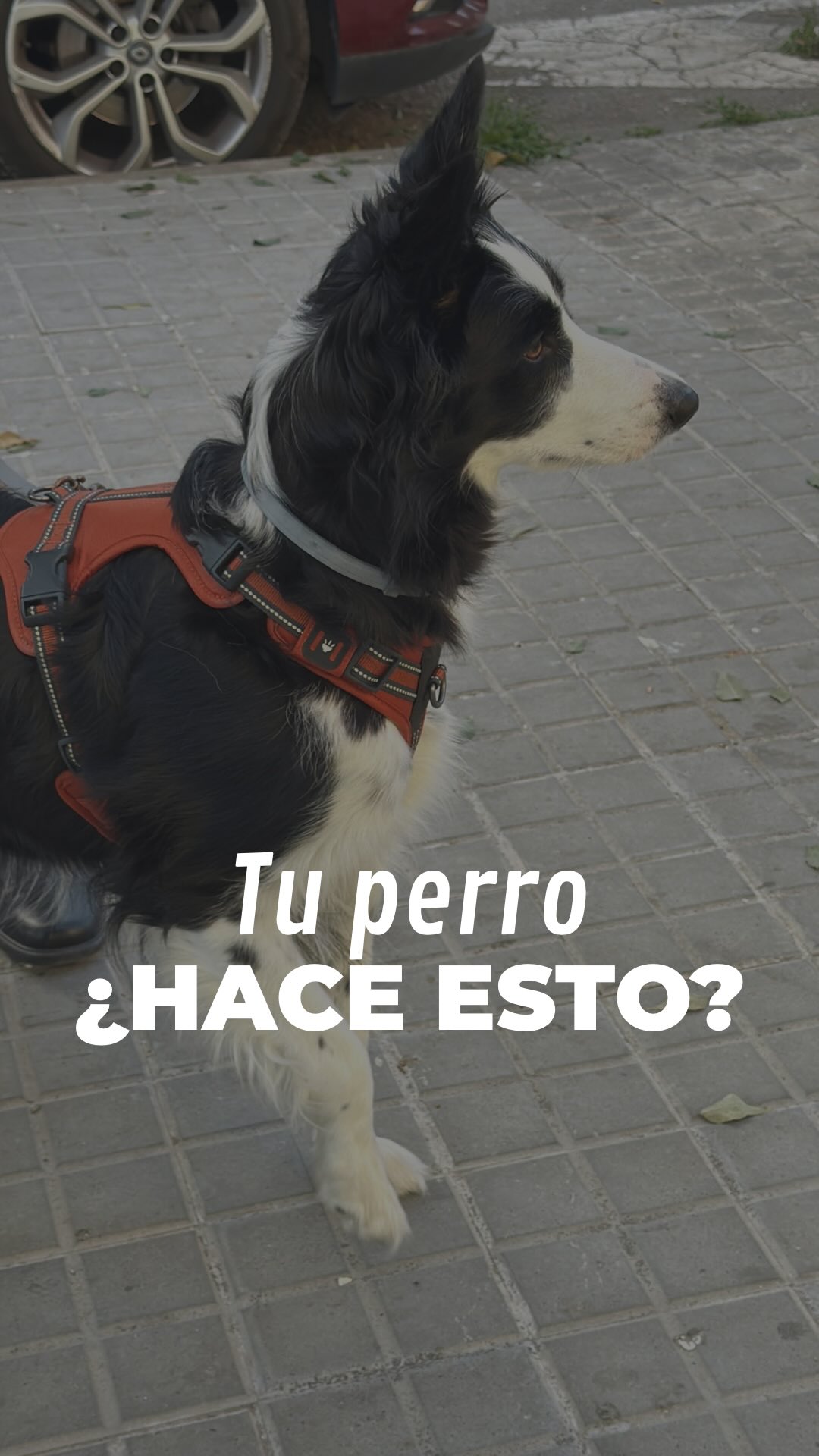 ¿Tu perro tiene alguna de estas conductas?🧐
• Tirones de correa
• Reactividad hacia otros perros o personas
• Miedo e inseguridad en los paseos
• Ansiedad por separación
Son problemas muy comunes que condicionan totalmente vuestra convivencia y el bienestar del perro.🐕
Cada caso es único, por eso nos gusta analizar y valorar bien cada situación antes de empezar a trabajar para guiaros y daros las herramientas que necesitáis.
Ya tenemos abierta la agenda de septiembre y realizamos una entrevista inicial gratuita para conocer vuestro caso.
💬 Comenta la palabra "ENTREVISTA" en este vídeo y te escribimos por privado
~
#dogtraining #educacioncanina #modificaciondeconducta #maresme #adiestramientocanino