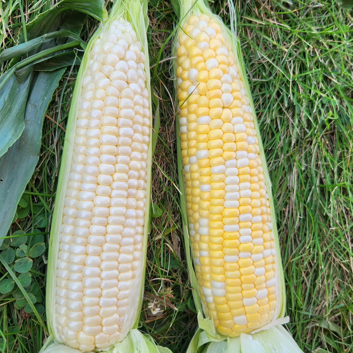 We Grow delicious sweet corn! Stop by the farm stand to purchase - $4 for a half dozen or $7/dozen. If you need large quantities for freezing please order by calling or texting 937-232-7525 or 937-520-0477. We have tomatoes, cantaloupe, peppers, onions available as well. Red raspberries will be ready around the first week of September!
Open Wednesday-Friday 12-6 and Saturday 10-6.