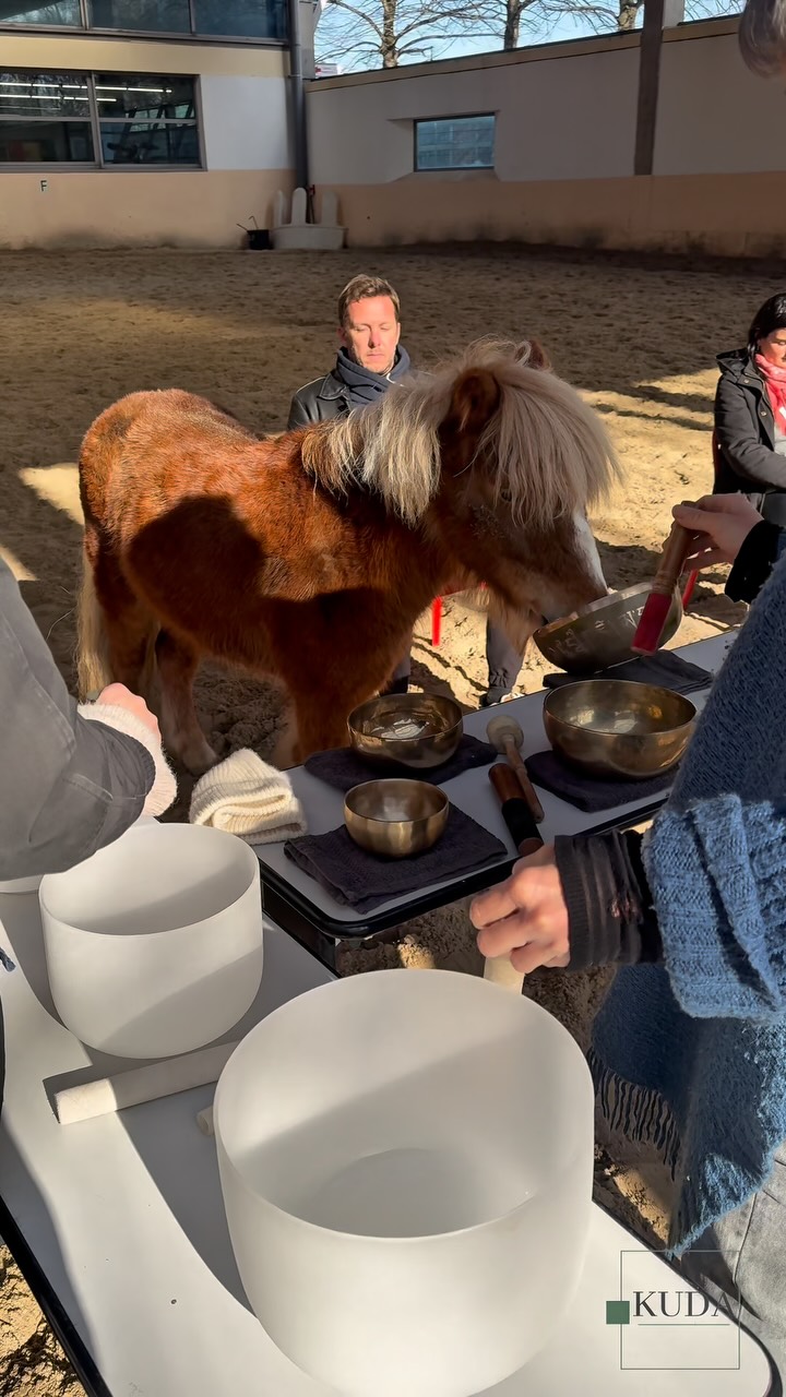 Une séance de sonothérapie au milieu d’un troupeau de poneys, c’est un moment de détente pour les humains et les chevaux… mais aussi une grande source de curiosité pour certains ! 😜
Pendant que tout le monde profite tranquillement des sons et des vibrations, un petit fripon mène son enquête : « Mais qu’est-ce que c’est que ce drôle d’objet ? Moi aussi je peu jouer de la musique ? » 🤔😂
Un moment apaisant, vivant et forcément imprévisible… parce qu’avec les poneys, rien ne se passe jamais tout à fait comme prévu !met c’est ça que nous adorons !
#Sonothérapie #PoneyCurieux #MédiationÉquine #BienÊtre #Équithérapie KUDA