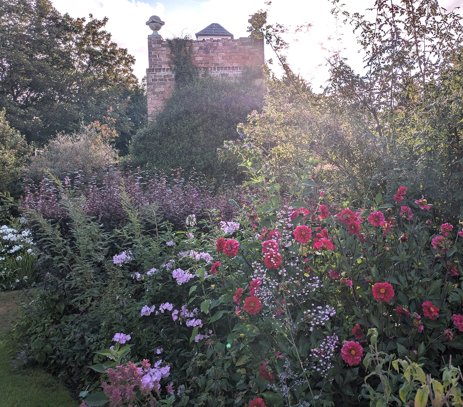 1. Seedling Dahlia with Thalictrum 'Hewitt's Double' etc
2. Dregea sinensis to the left and Mandevilla laxa to the right of the arched window.
3. Araujia sericifera and Buddleja colvilei 'Kewensis' having a second go at flowering.