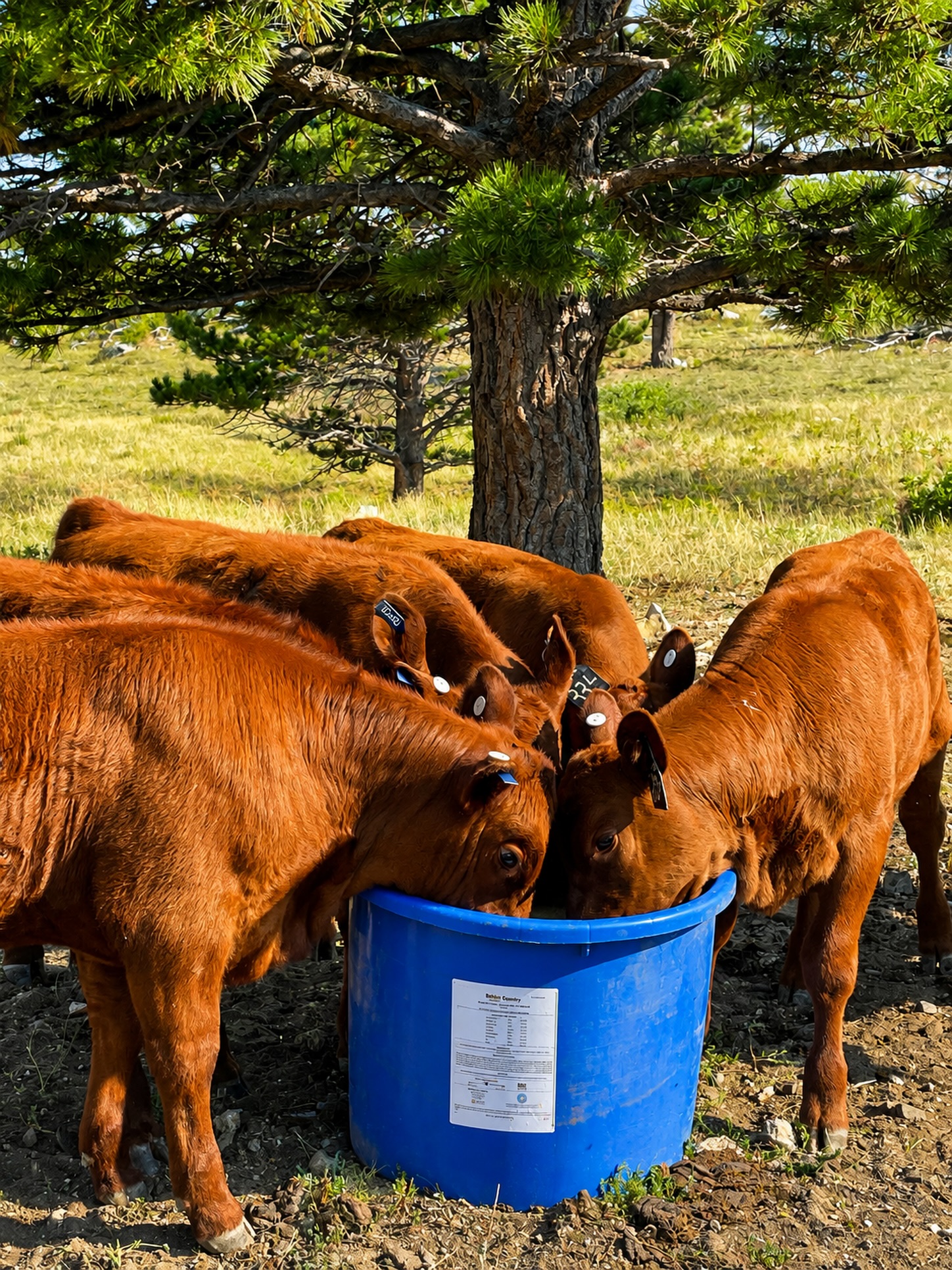 Better rumen health starts with RumenEdge®
Support healthy rumen function, improve feed utilization, and help your cattle perform at their best.
Feed the rumen. Support the herd. 💪
https://www.agribestfeeds.com/products/rumenedge
📸: Kim Cullen
#AgriBestFeeds #RumenEdge #RumenHealth #CattleNutrition #BeefCattle