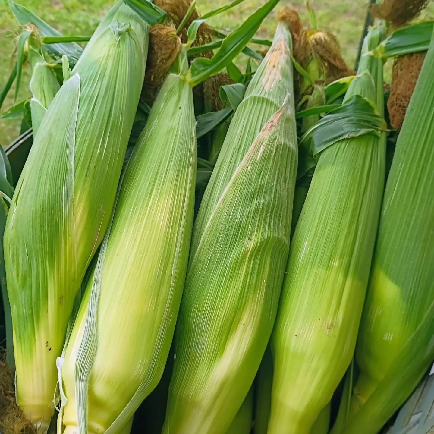 Lake Linden Farmers Market is tomorrow (Friday) from 3–6 pm — stop down, stroll the booths, and enjoy an afternoon with your local vendors.
