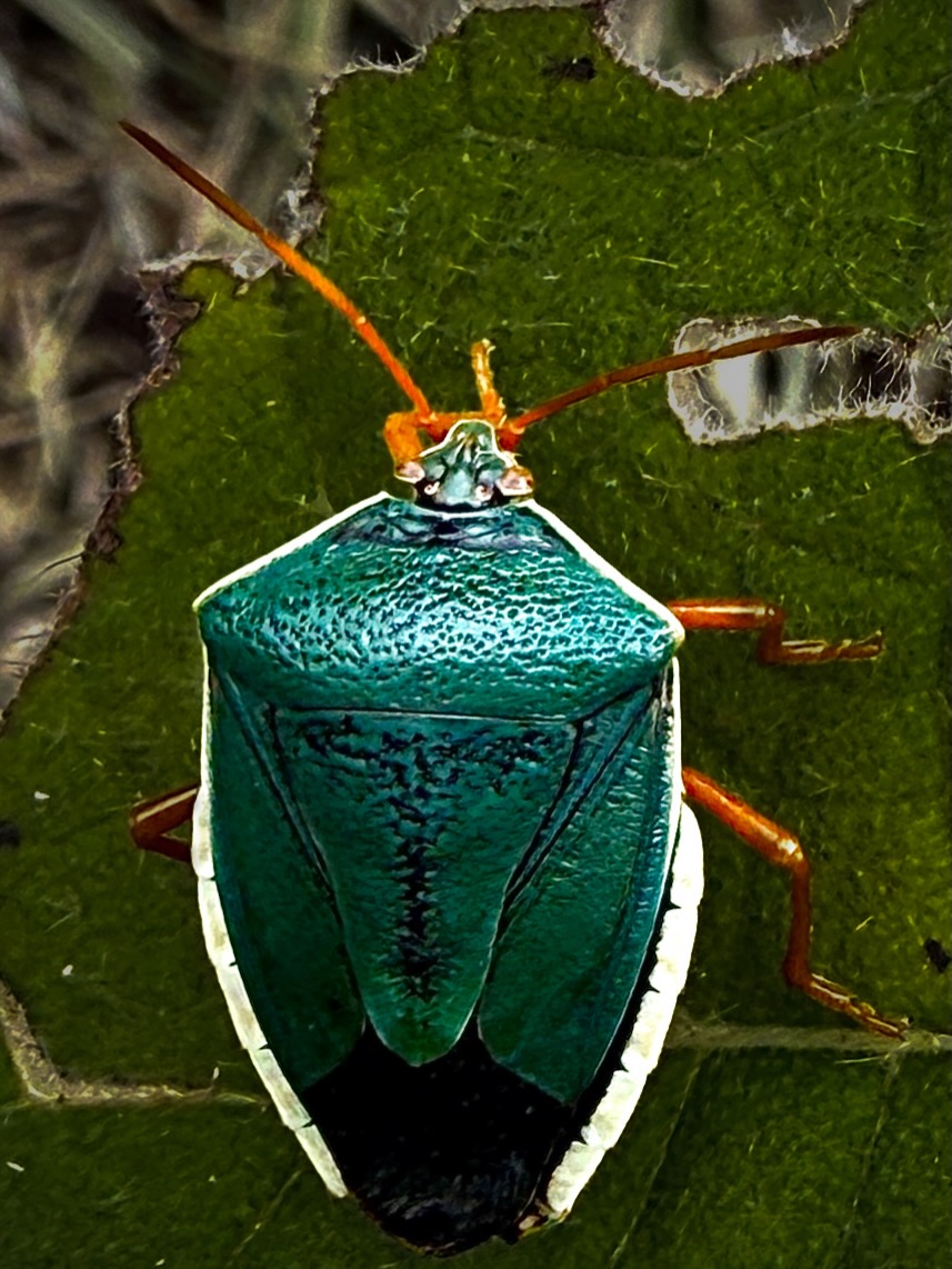 🔬 Edessa rufomarginata o Chinche Apestosa comiendo una hoja de quito quito.
Posee glándulas que segregan un líquido de olor fuerte y desagradable cuando se siente amenazada o es manipulada, por eso el nombre 😉
#edessaruformaginata #chincheapestosa
#insect #oxapampa #elpalmeral_oxapampa