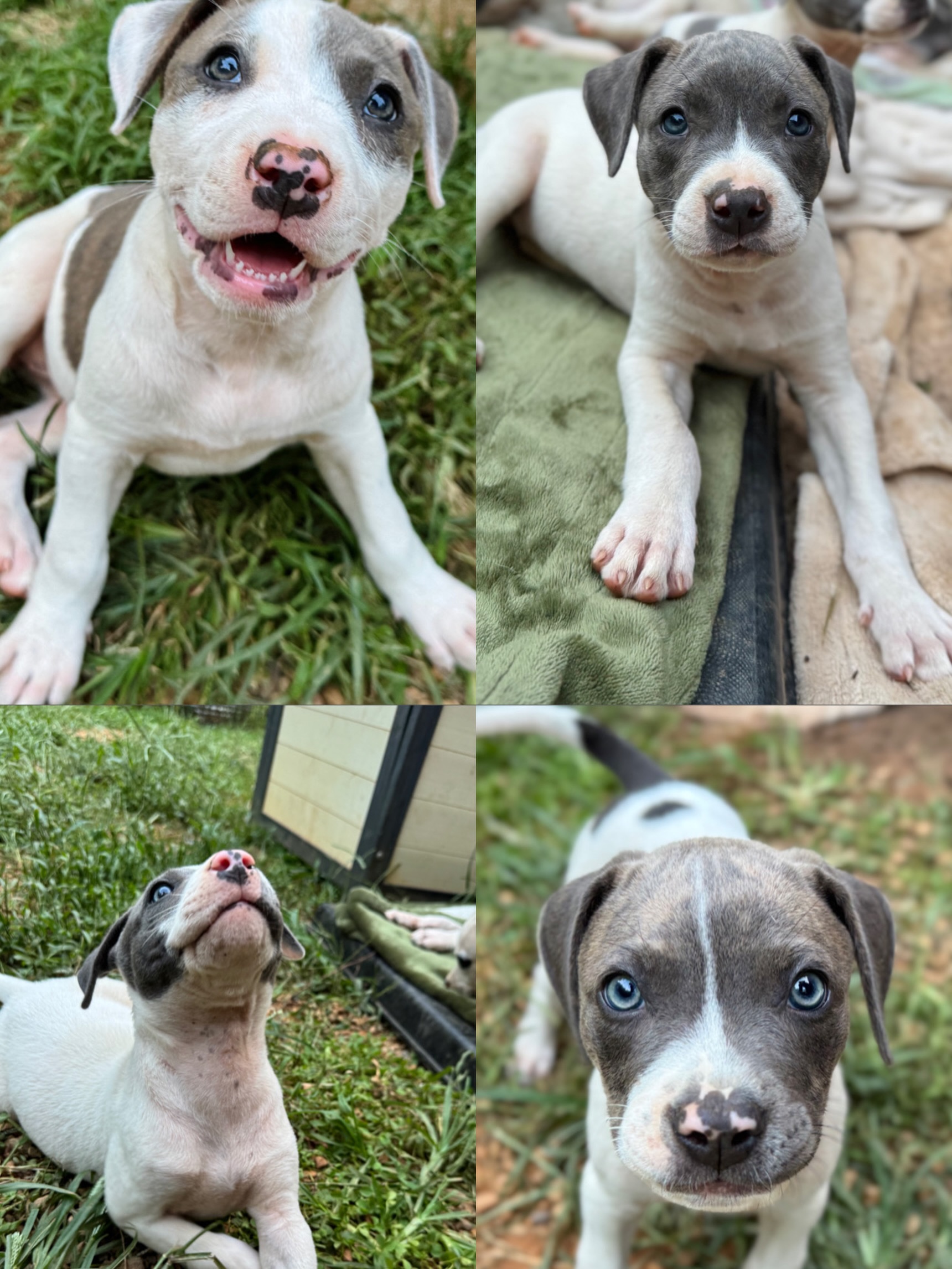 Puppy Foster Needed! ‼️
Our shelter partner reached out in need — there is a total of SIX puppies needing placement. Here’s what we know:
🐾7-8 weeks
🐾Average or 6-8 lbs, one puppy is 4 lbs, and one puppy is 10 lbs
🐾Mom and Aunt are both around 40 lbs
🐾Good with dogs - both eachother and other dogs in the home
Mom, aunt, and these puppies are all born due to an irresponsible owner who won’t spay any of the animals born to their outdoor animals. Mom is now running at large, the aunt has been adopted, but the owner is willing to give these puppies up if the shelter partner can take them. But we want to get them out ASAP!
If you can foster - fostering just one or more than one is ok. They will not be able to be outside on leash for at least a few weeks due to vaccines. This means they’ll require being in an expen/on potty pads OR using a fenced backyard until they’re vaccinated. Potty pads and an xpen can be provided!
If you have never fostered before we can walk you through how it works! 🫂
If you can help please let us know or sign up to foster through the link in our bio!!!
#fosteringsaveslives