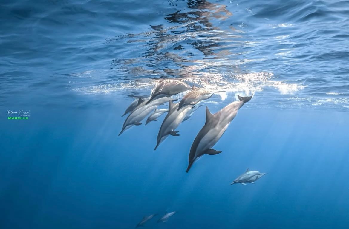 Il reste 1 place pour la sortie cétacés mardi 25 à 10h15 et 1 place pour celle de mercredi 26 à 9h.
Premiers arrivés, premiers servis on vous embarque pour une rencontre magique avec les géants des mers 🌊
#cetaceans #snorkeling #reunionisland