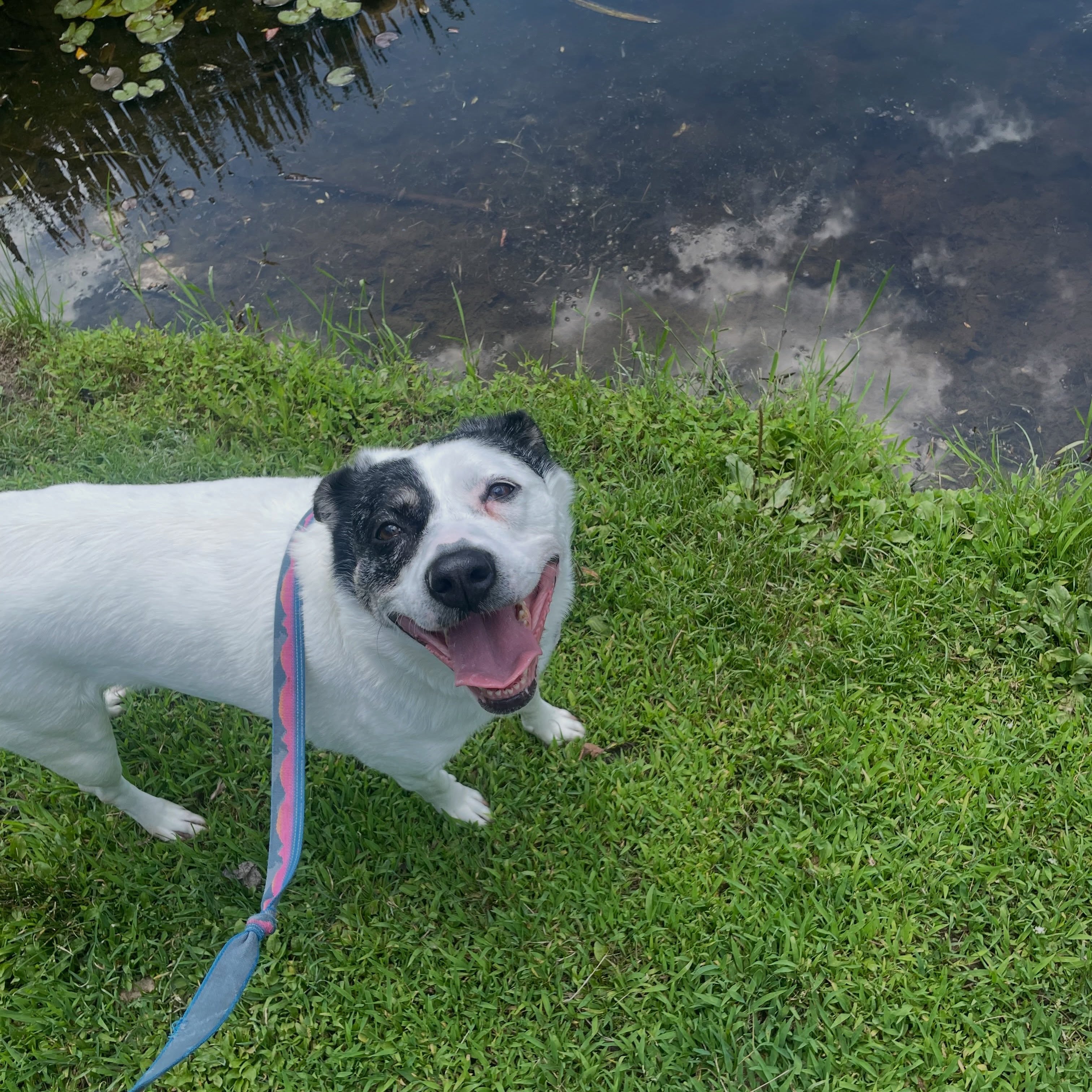 We have some news….
(Swipe to read)
Rye has…
Officially found…
HER FOREVER HOME!!!
Rye was first brought into animal welfare at just a few days old - landing in a Texas shelter in November of 2020. She was brought into a DMV based rescue at 7 weeks old and immediately adopted - originally listed as a chihuahua mix 🤣
After seven months, when Rye started to show signs she was not a Chihuahua mix and the family fell and hard times due to Covid, Rye was returned to her original rescue. She remained with them until October 2021 when she was facing euthanasia due to space. Our Director adopted her to prevent her from being euthanized and gave her the name Rye (she had a different name in her first org). From there another rescue in the area agreed to post her as a rehome, and help her get training she desperately needed!
When Lailas Legacy was launched, Rye was our very first intake and has been since in foster and then boarding partner before landing in a recent foster home in July.
It took only one month for Rye to win over her foster before she was Foster Failed.
Her adoption fee, plus three training sessions were donor sponsored so her adopter has been able to hit the ground running to ensure she’ll be set up for success.
This was all only possible because people believed in her. Believe in the power of training, working together, and sharing as far they could to help her find her forever home.
We couldn’t have helped Rye without this amazing community and we are so ecstatic that this girl has finally found her forever home after 5.5 years!
💜