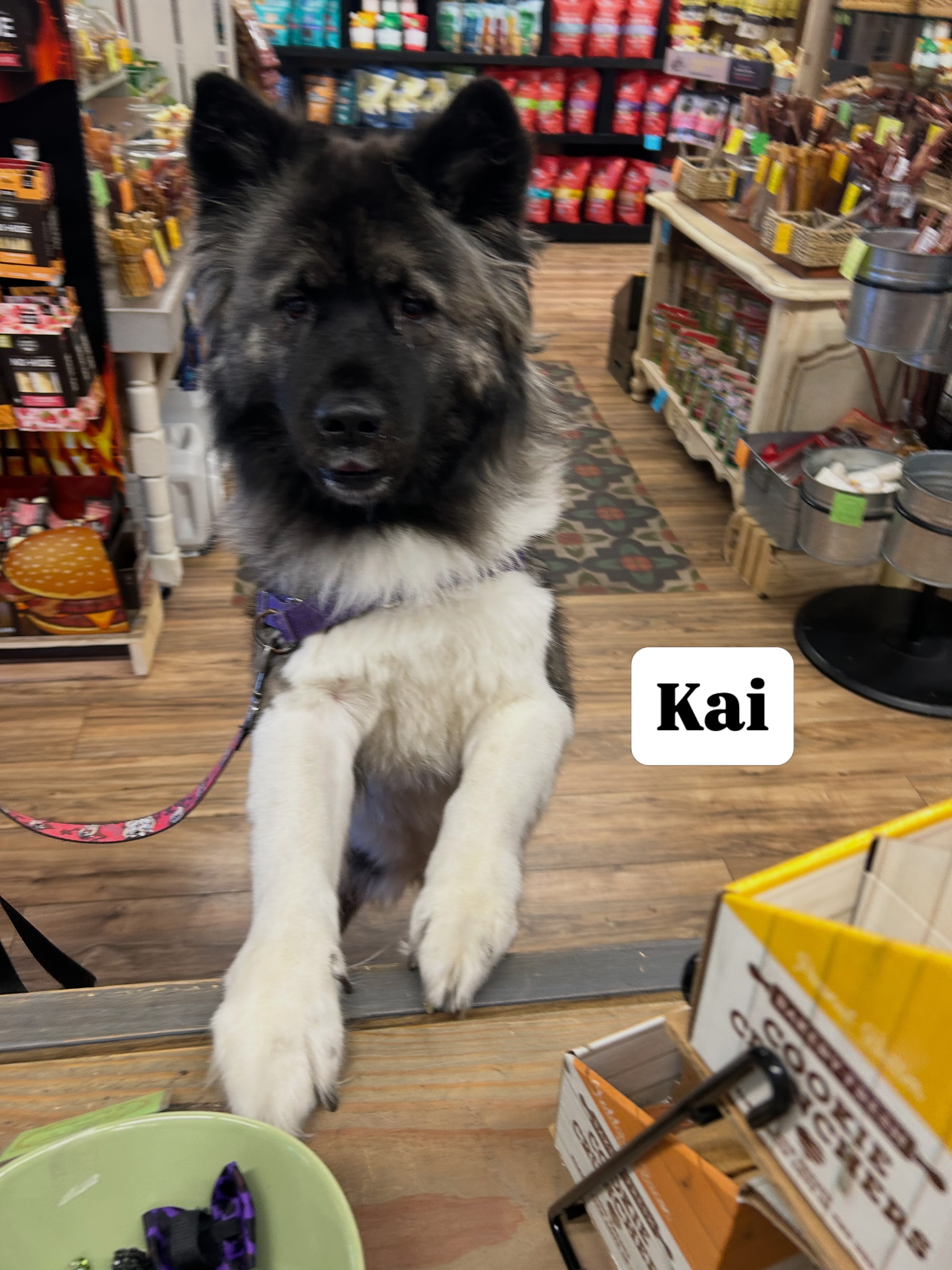 Hoozagorgeousfluffygirl? Kai! Fluffy fluff girl loves nail trims and treats @pawsarottispetshop 💕🐾
#pawspups #akitalove #dogsofinstagram #shoplocal