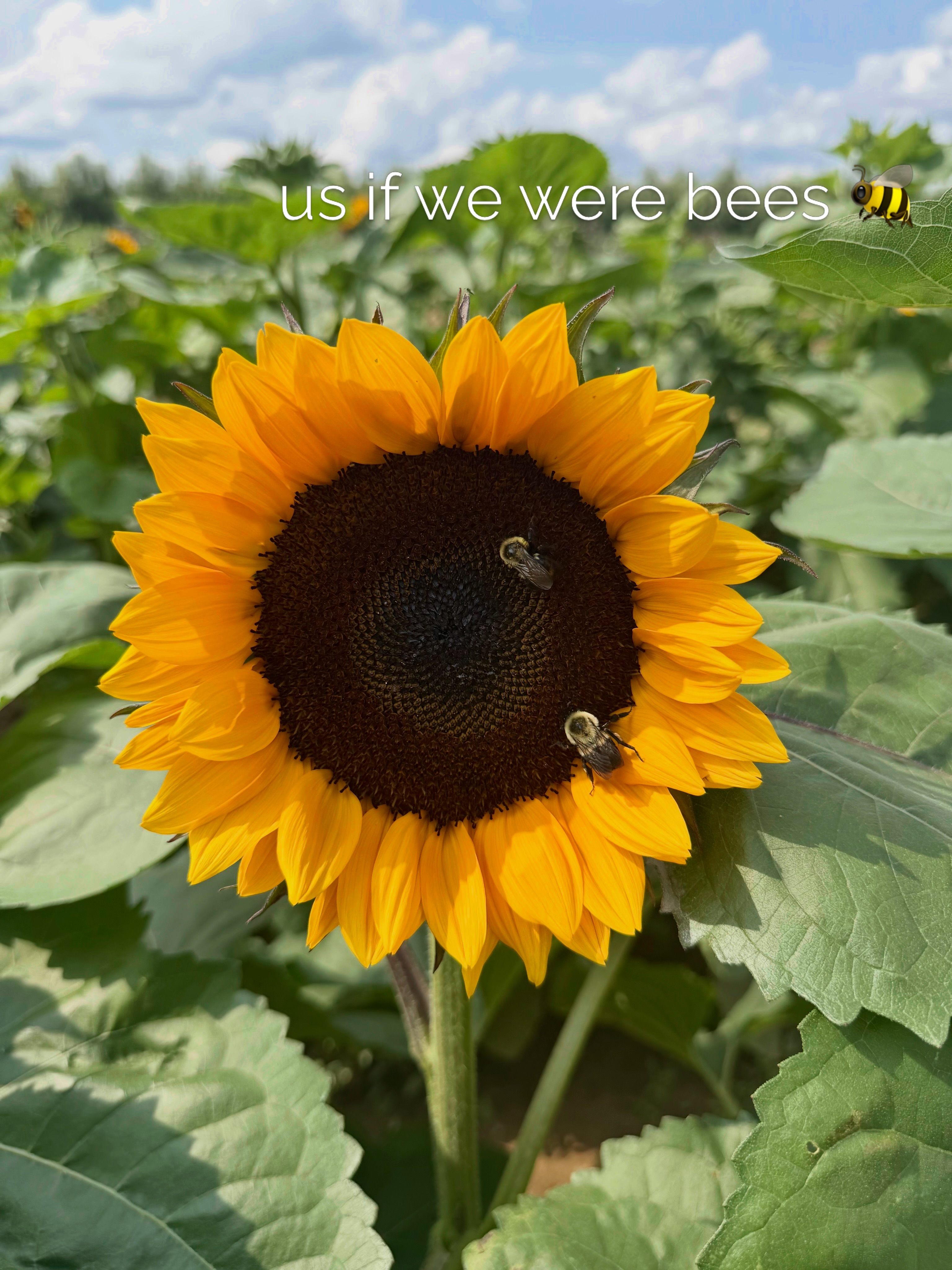 Send this to someone you would pollinate flowers with🫶🏼🐝🌻💛
#stonetavernorchards #monmouthcounty #nj