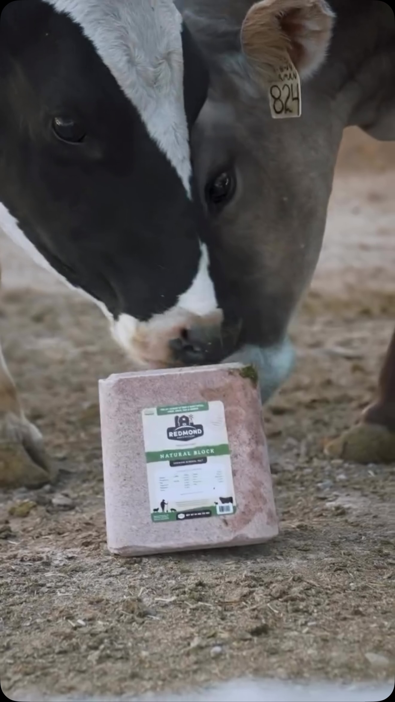 Redmond isn’t just salt—it’s one of a kind🧂🐄
Give yourself and your herd the support they deserve with naturally sourced Redmond salt and trace minerals.
More than salt. More for your herd.
#agribestfeeds #herdhealth #redmondsalt #feedsmarter