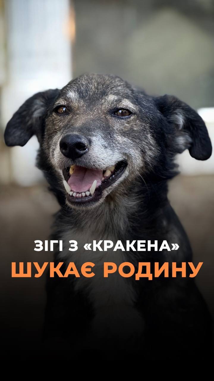 🇺🇦 Шукаємо родину для бойового песика Зігі, врятованого військовими (⬇️ENG)
Зігі врятували бійці @paskuda_battalion ПБС “KRAKEN”. Песик прийшов на позиції і підкорив усіх своєю ніжністю.
“Він намагався давати лапку просто в будь-якій ситуації, - розповідає боєць «42», – завжди чекав, що його погладять після цього у відповідь. Навіть ревнував до киці»
Зігі настільки привʼязаний до людини, що завжди ходив за бійцями хвостиком.
Військові за 2 місяця навчили його гуляти на поводку, і просто бути поряд.
З позиції з песиком пощастило виїхати на машині.
Бійці звернулися до нас в ARK за допомогою в прихистку.
Військовий «42» та всі побратими дуже хочуть, щоб їхній врятованець Зігі знайшов дім.
Це найніжніше створіння – із поглядом, як у котика зі «Шрека», завжди найперший іде вітатися.
Завжди посміхається і радий тебе бачити. А також товаришує з собаками.
Зігі дуже чекає на свою людину!
Контактний номер для всиновлення:
+380951021335 (WhatsApp / Viber / Telegram)
Підтримати ARK можна за посиланням у біо чи в коментарях 👉
We are looking for a family for Zigi, a brave dog rescued by Ukrainian soldiers
Zigi was rescued by the soldiers of @paskuda_battalion of the PBS “KRAKEN”. The dog came to their position and won everyone over with his gentleness.
“He would try to give you his paw in absolutely any situation,” says soldier “42”. “He would always wait for you to pet him in retur