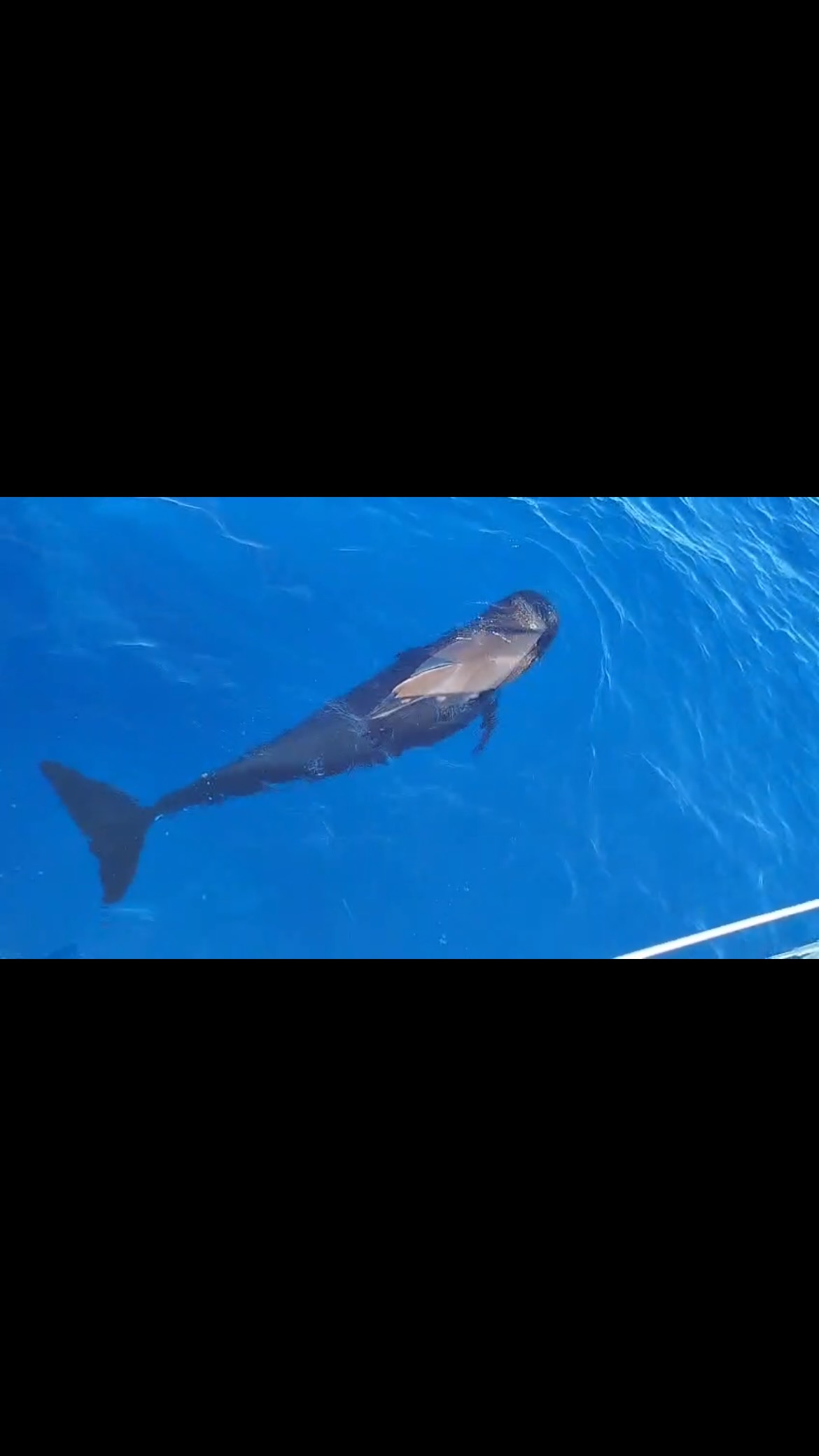 Pilot whales live in close-knit family groups, where cooperation is the key to their survival. As they travel and search for food, they are constantly communicating with one another through sounds, helping them stay together and coordinate their movements. It’s almost as if, instead of holding hands, they are connected by an invisible network of sound beneath the sea #bluejacksail #whalewatching #naturelovers #tenerifevibes