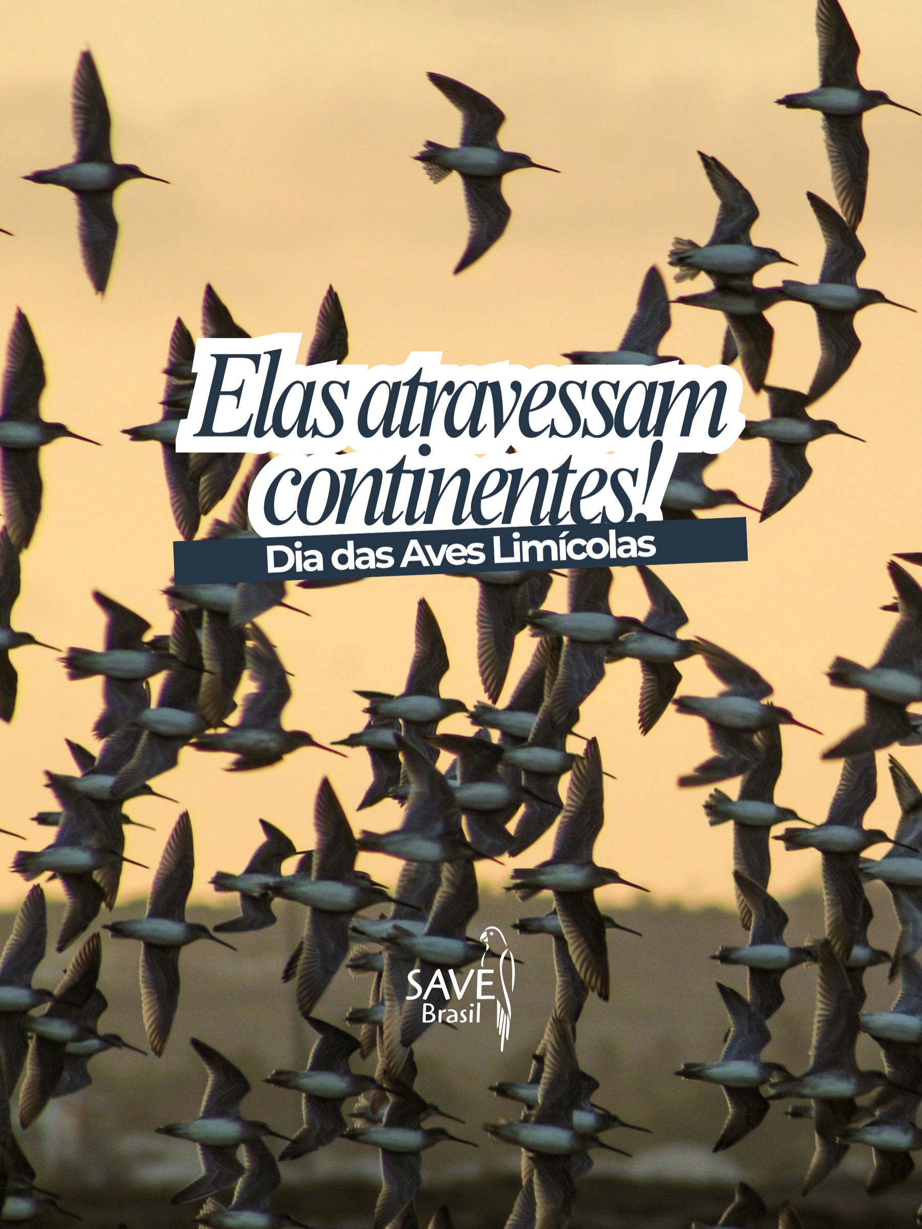 Algumas aves passam por diferentes países ao longo de uma única viagem!
As aves limícolas dependem de uma verdadeira rede de ambientes para completar suas rotas migratórias. Praias, lagoas, estuários, manguezais e outras áreas úmidas são essenciais para que elas possam descansar, se alimentar e seguir viagem.
Quando um desses lugares é degradado ou desaparece, não é apenas um ponto no mapa que se perde, toda a jornada dessas aves pode ser afetada.
Por isso, conservar as áreas úmidas é também proteger as rotas que conectam continentes e garantem a sobrevivência de tantas espécies. 💙
Na semana em que celebramos o Dia Mundial das Aves Limícolas, a SAVE Brasil, por meio do Programa Aves Limícolas, convida você a olhar para além das aves.
Proteger seus caminhos é proteger seus futuros. 🌿
-
#SAVEBrasil #AvesLimícolas #AvesMigratórias #ÁreasÚmidas #BirdConservation