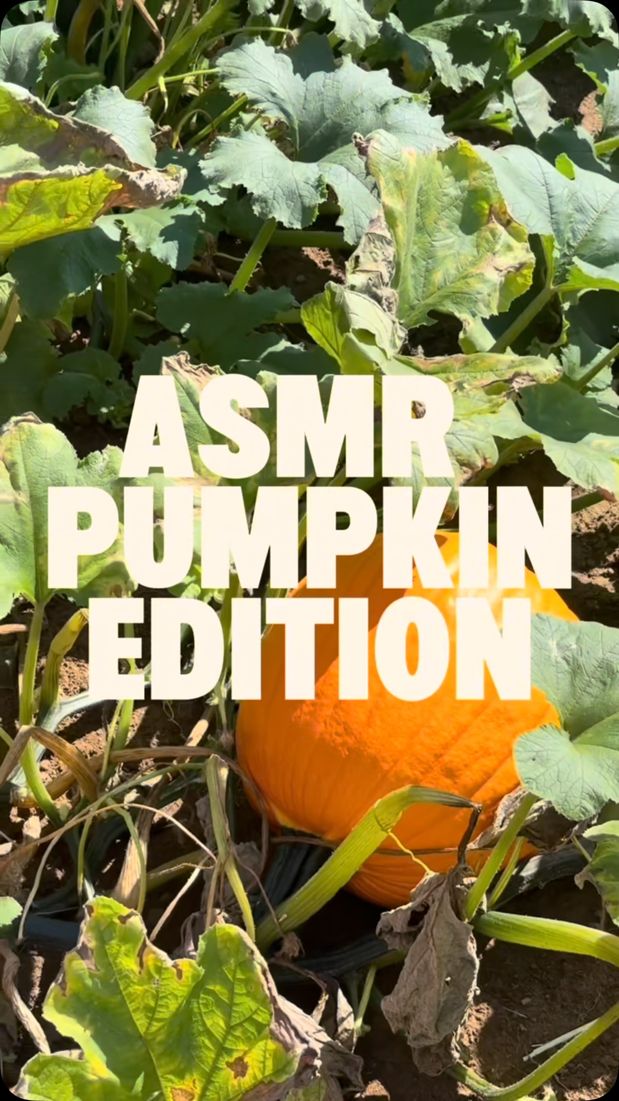 Who excited for pumpkin szn - get your tickets for our pumpkin festival at clearwellfarm.co.uk 🎃🎃