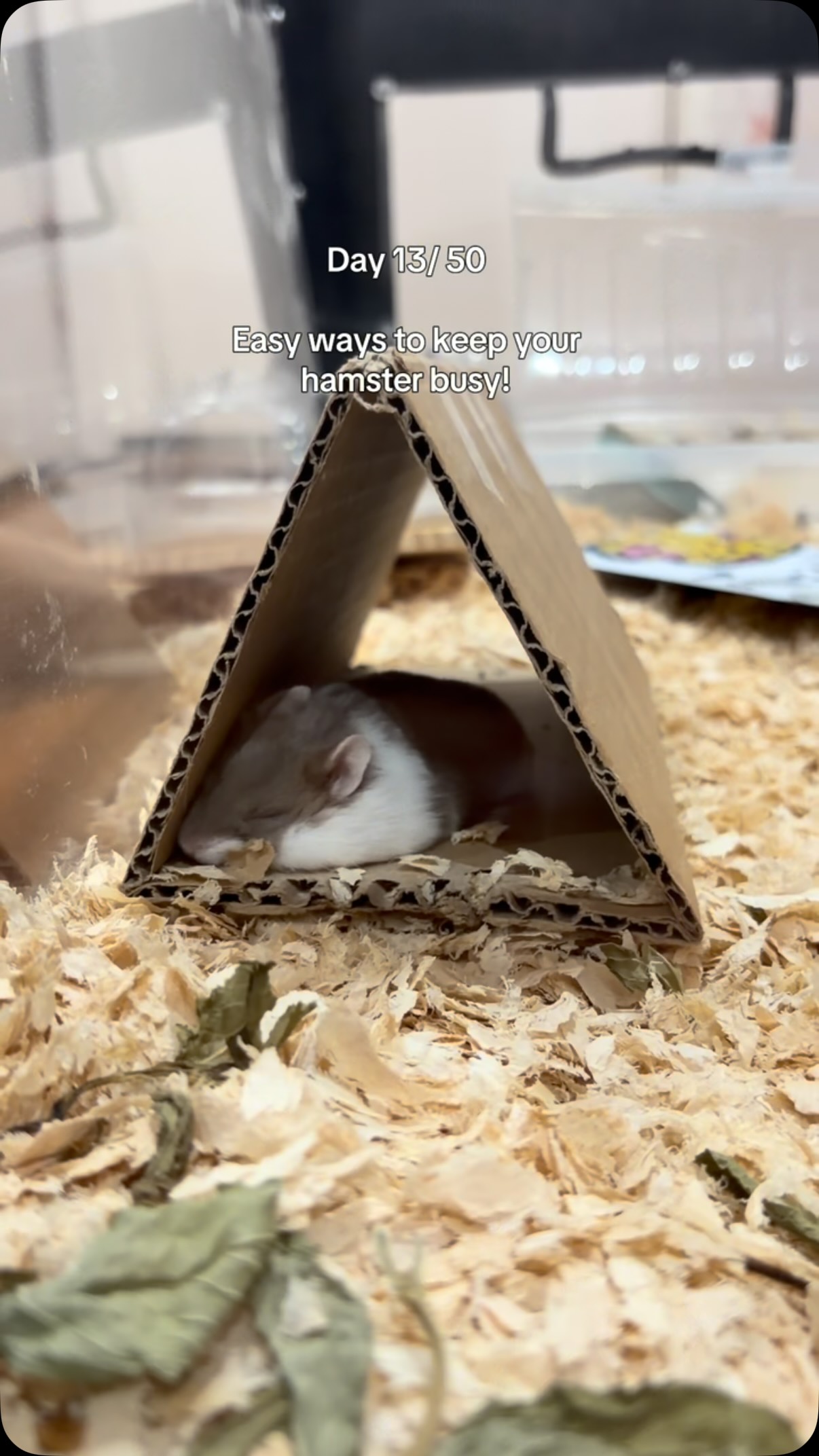 DIY tunnel! Next time I would have used glue
#smallanimals #petsofinstagram #hamster #hamstergram #hamsterlove
