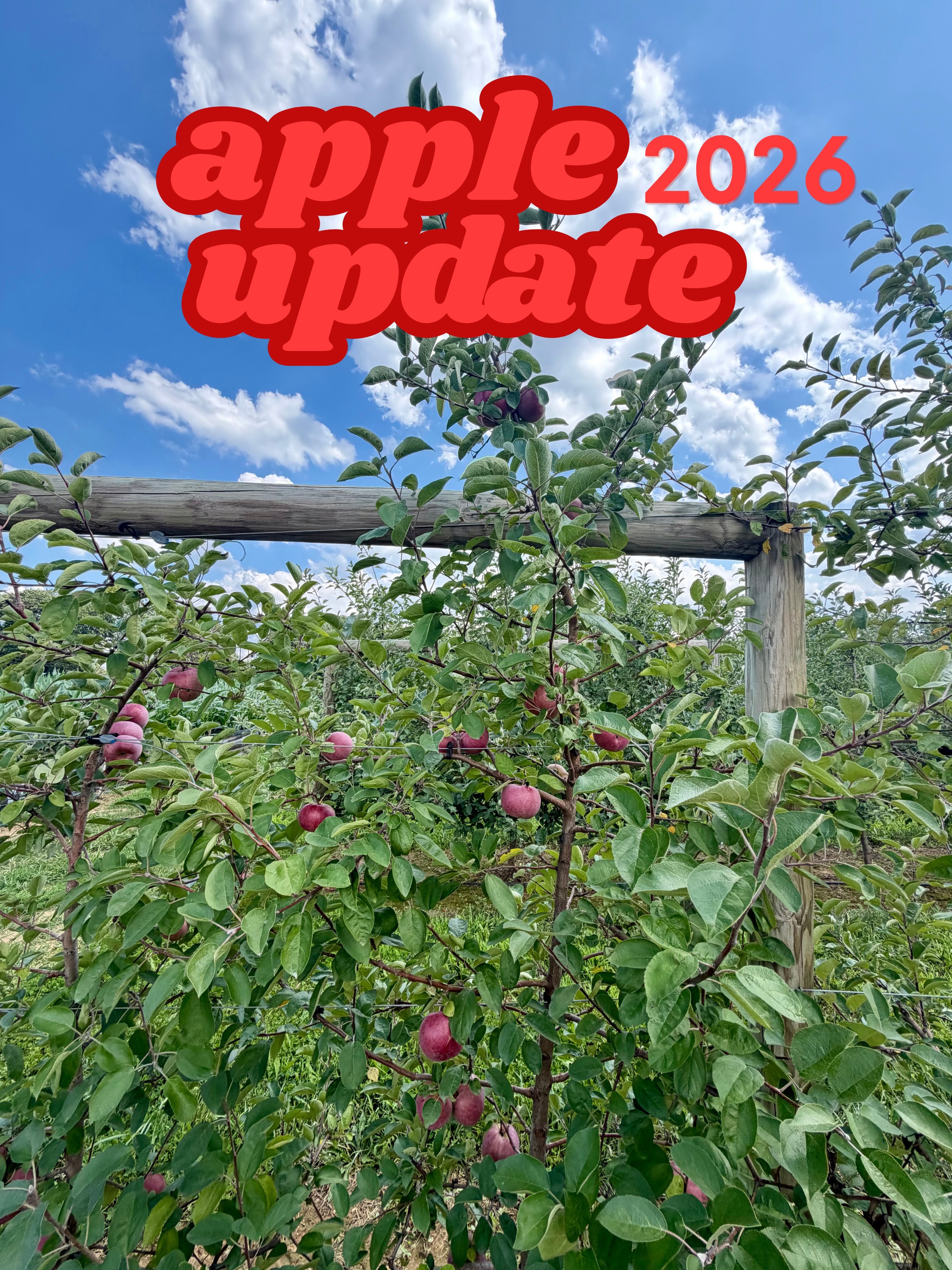Hi, everyone! Long time, no chat! This is going to be a long one, so please hang in there! I promise it’s important, if a bit long winded. 😉 We have spent this summer deliberating on a predicament, so please excuse our little social media absence. In April of this year, farms and orchards across New Jersey experienced devastating crop loss. The early heat wave caused all the blossoms on our apple trees to open and the subsequent freeze killed majority of them.
What does that mean for apple picking this year at Stone Tavern Orchards? It means we will have a very LIMITED amount of pick-your-own apples. Some trees will not have any apples, but if you look a little closer and visit all parts of the orchards, there are still apples to be found!
We have decided to make the best of what we do have and rather than picking the few apples that remain on the trees for cider or to sell under the tent, we want our customers to be able to pick what is available. We know that apple picking is a beloved fall tradition for many people and we want our customers to still be able to experience that joy this year.
We ask our customers, during this time, to be please be understanding of the small amount of apples that are available. Our supply will likely run out pretty quick. Some trees in a row might have apples and some might not. Also, different varieties of apples ripen at different times during the season, so there might be periods where the early apples are all gone, but the remaining late season apples aren’t ready yet. We will keep you updated with supply information and what is available to be picked.
That being said, we are extremely lucky to have an AMAZING crop of pick-your-own pumpkins and flowers this year, despite the light apple crop. And do not fear! We will also still have all of our fun fall activities, from the hayride to the corn maze to the corn pit! Fall will still be awesome. Thank you for reading and we can’t wait for the season to start!
Also, I know this post is already very long but I would be remiss not to say it. RIP Dolly🩷🦋 Thank you for being a symbol of love, giving, togetherness, and acceptance to us all.