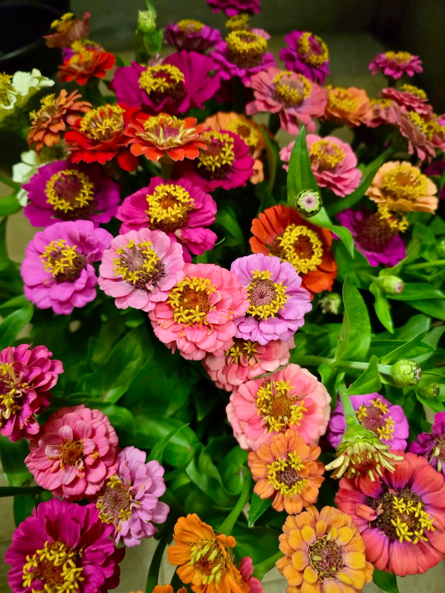 Arrivage fleuri et coloré pour notre rentrée 🌸
En provenance de nos voisins d'Ollainville 🇫🇷
Reposés, ressourcés… et avec une grande annonce pour vous dans 24h 👀
La boutique vous accueille à nouveau à Arpajon !
🚚 Livraison dans l’Essonne
📞 01 64 90 14 29
#fleuriste #fleurs #arpajon #essonne #rentree