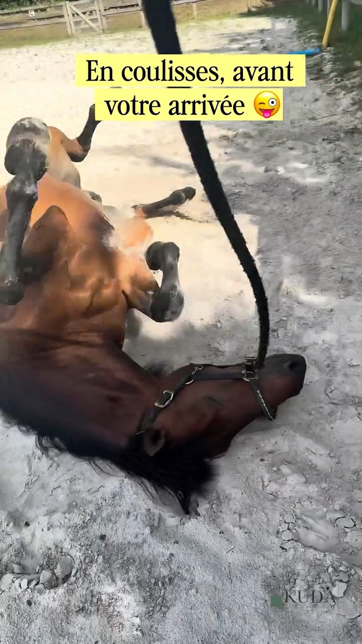 Moment de détente avant de recevoir notre client… 🐴😌
Chacun son rituel pour se préparer à une séance : pour lui, ce sera une bonne roulade dans le sable !
Une équipe au poil pour accueillir nos clients dans les meilleures conditions 🤍
#Coulisses #Équicoaching #Équithérapie #BienÊtreÉquin #Cheval KUDA